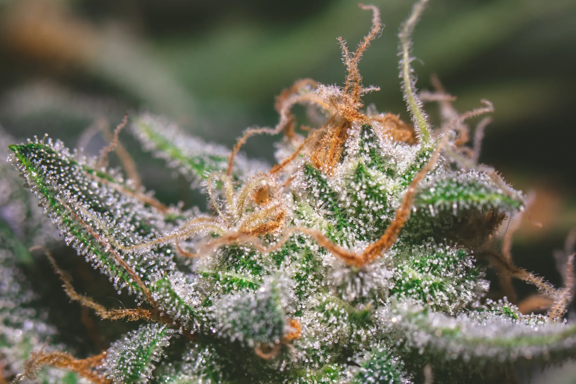 clczgv85n003hbbsz02mg6voo_weed-2355.webp