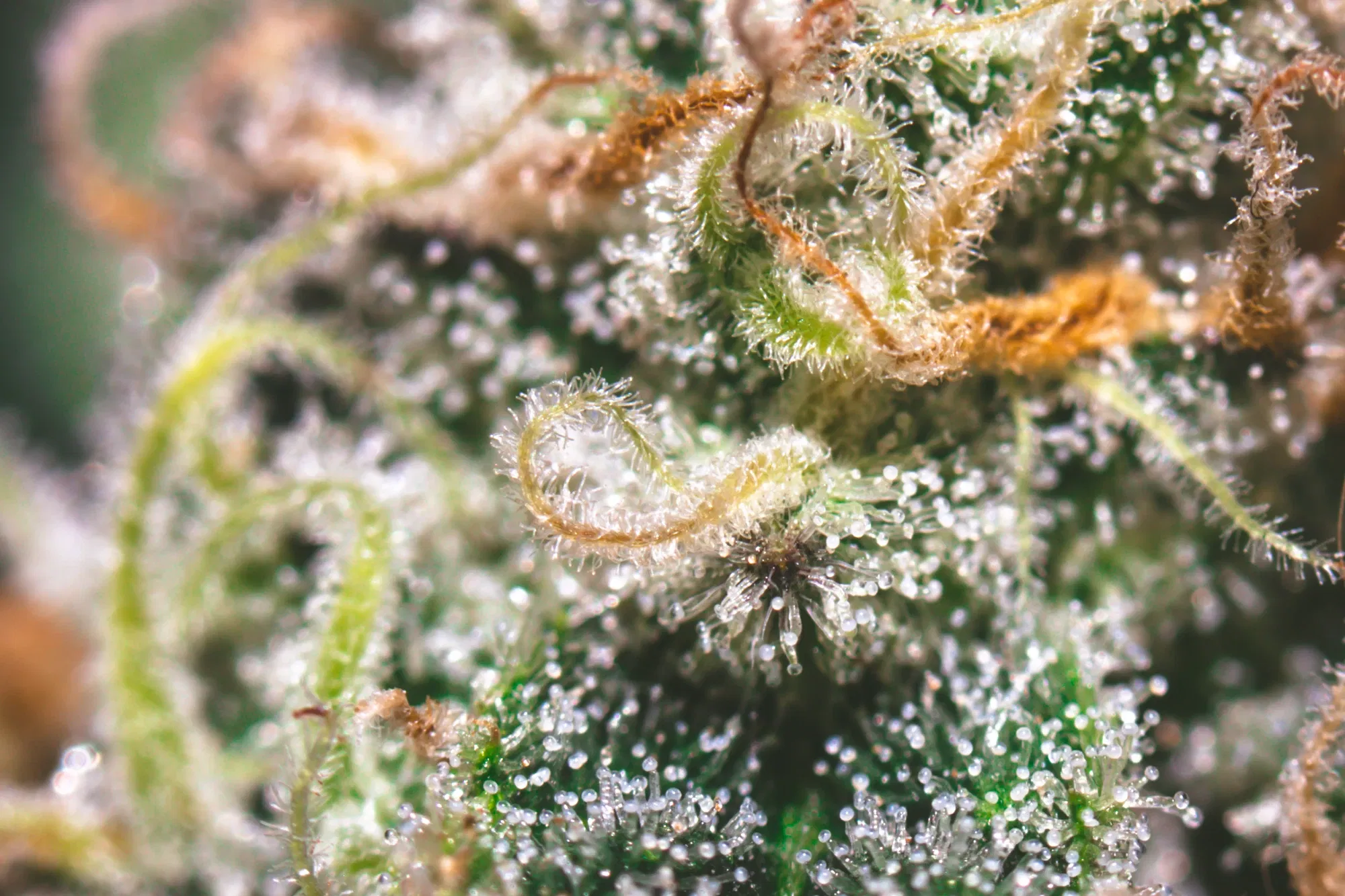 clczgv97v00434csz1av6efrd_weed-2356.webp