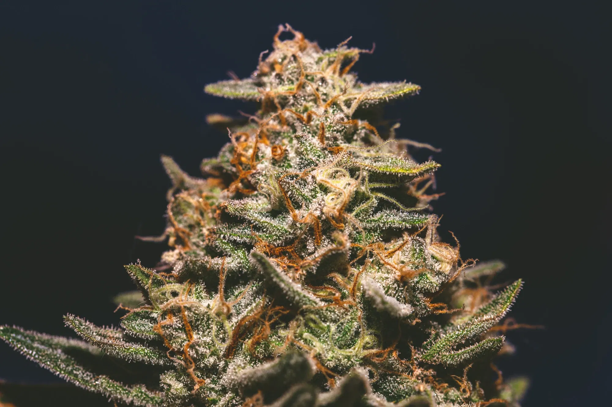 clczgvfzu003z24sz7dod5vm1_weed-2359.webp