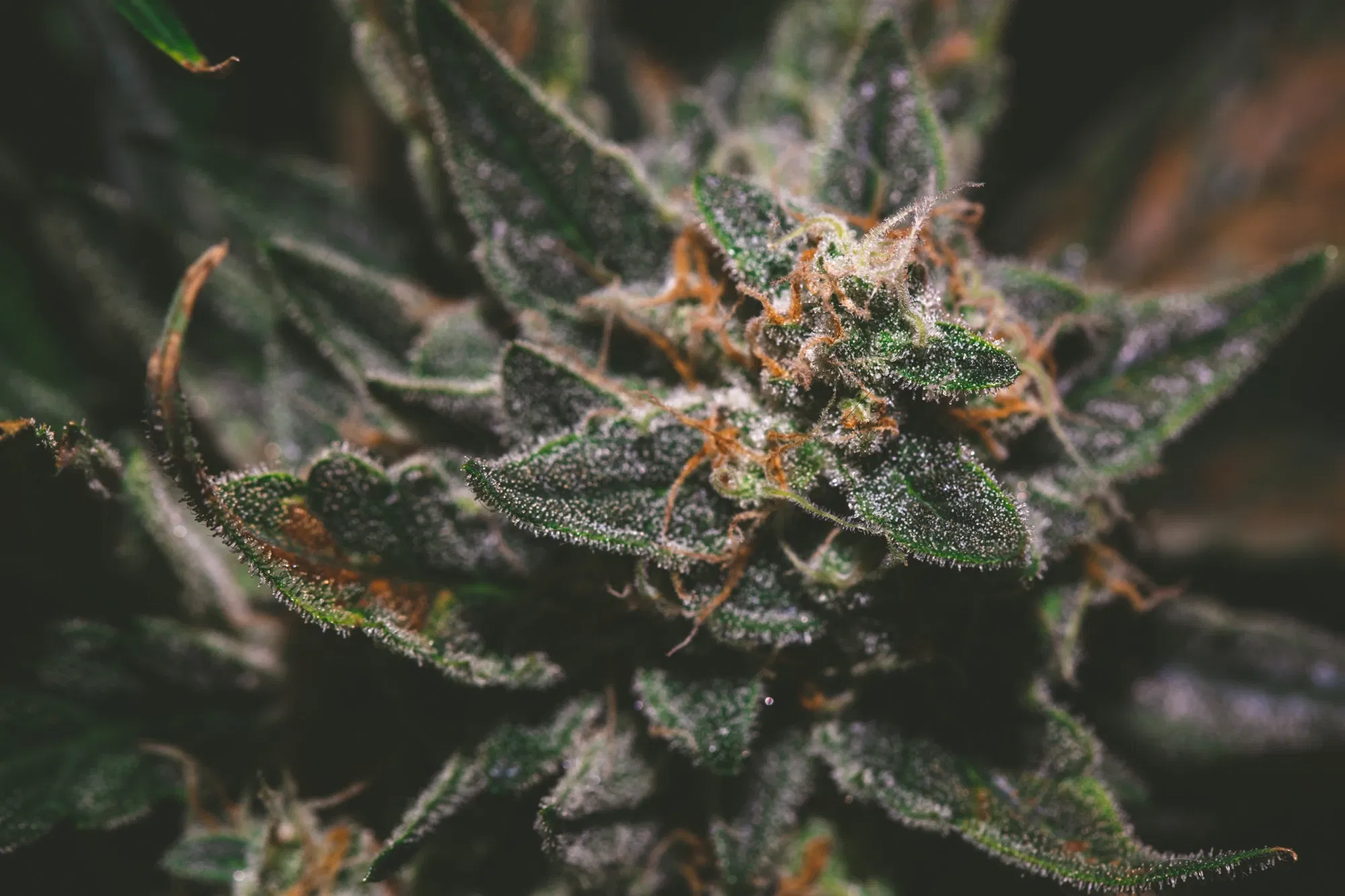 clczgvltj00439vszer6b2wkw_weed-2362.webp