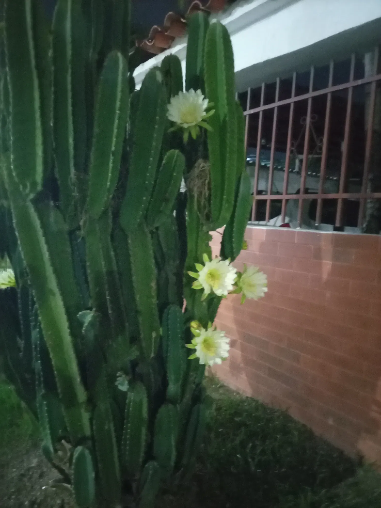 80xOeiQRcxiSCwzc_IMG_20250703_045341_271.webp