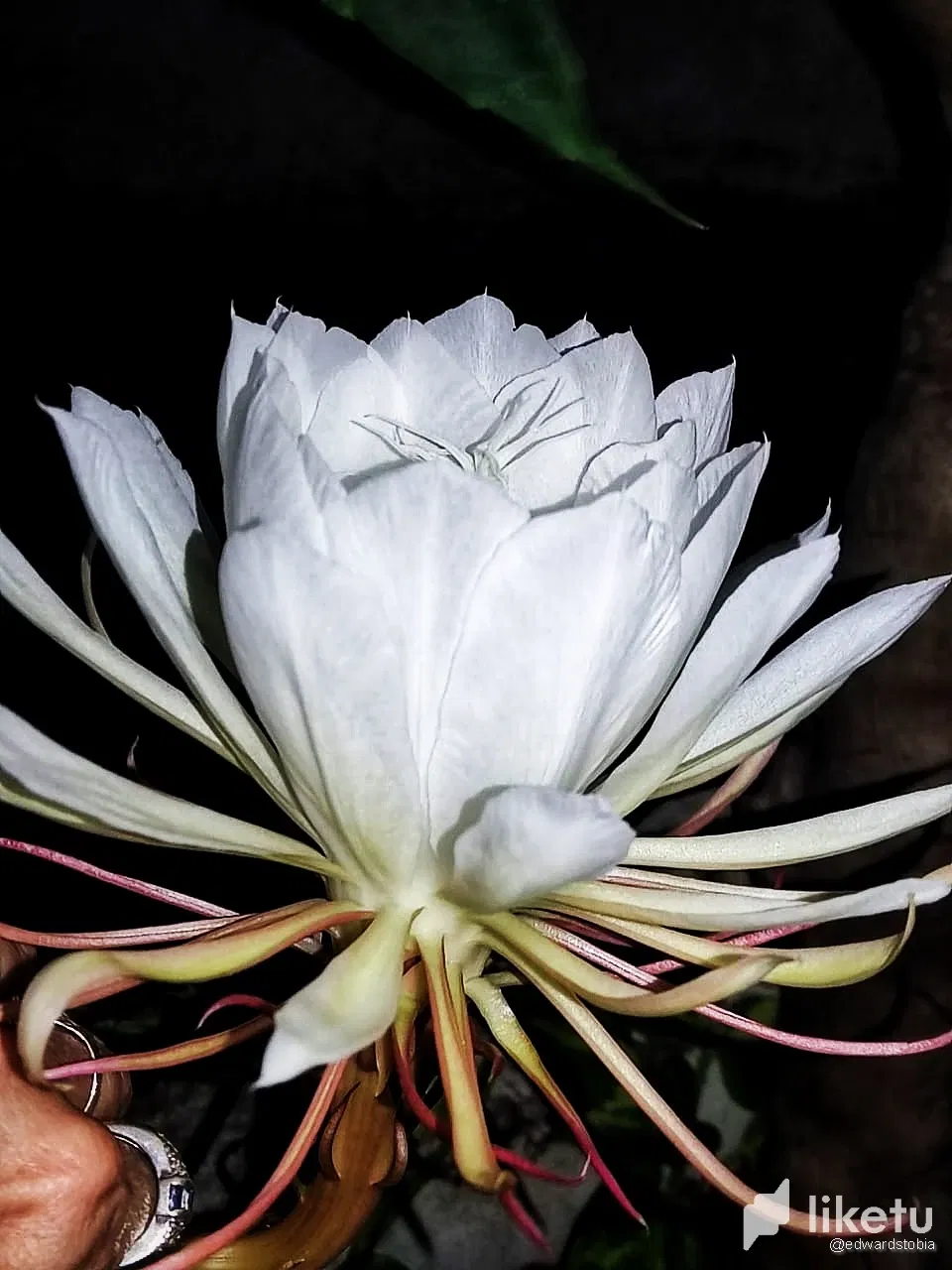 ESsckRdqWmuwOYDw_1000853223-01.webp/