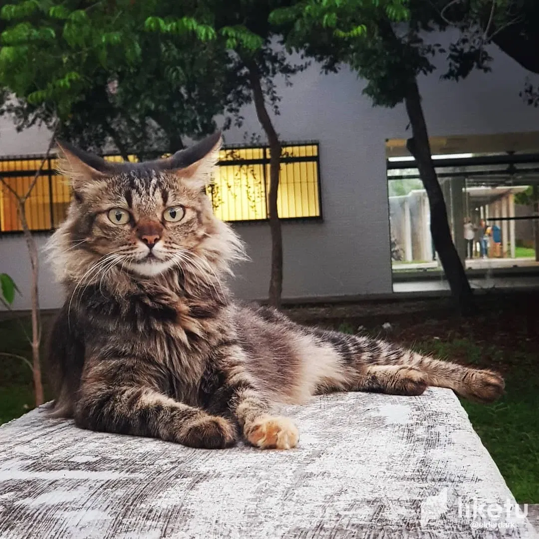 [EN/PT] Photogenic Cat