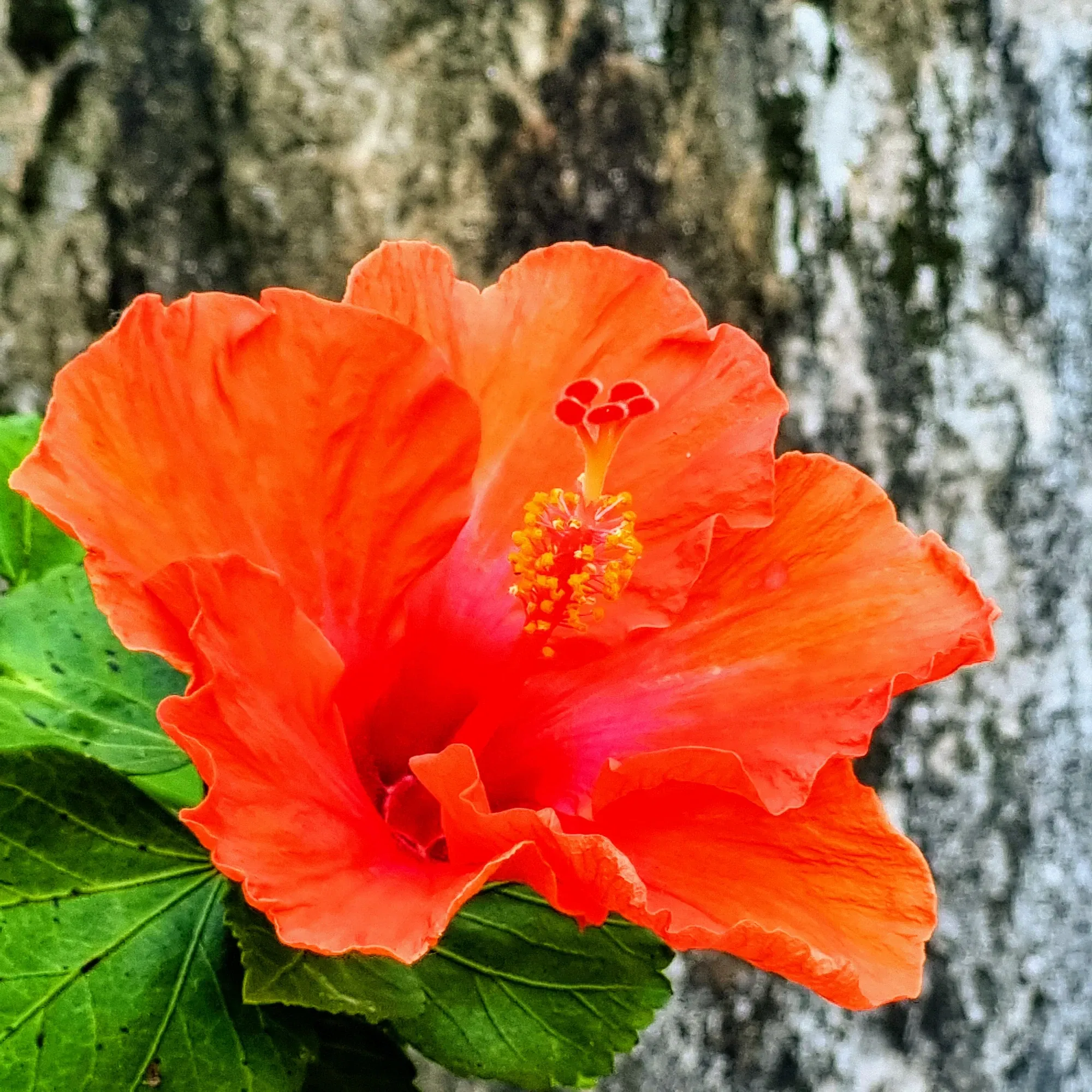 mRiVeFZf6dqIjObN_20241101_180721-EFFECTS.webp