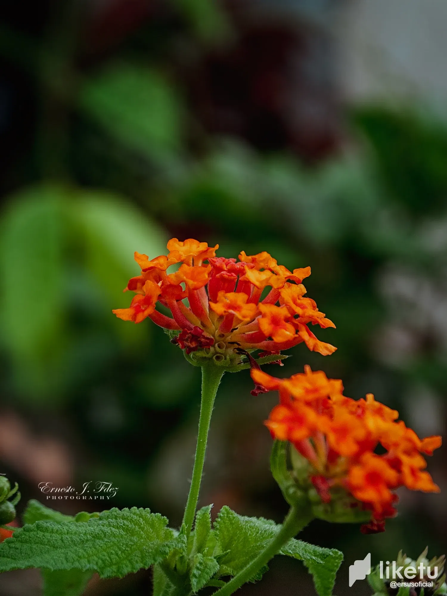 gfBgTXud3hp8b8LP_DSC_5233-1.webp
