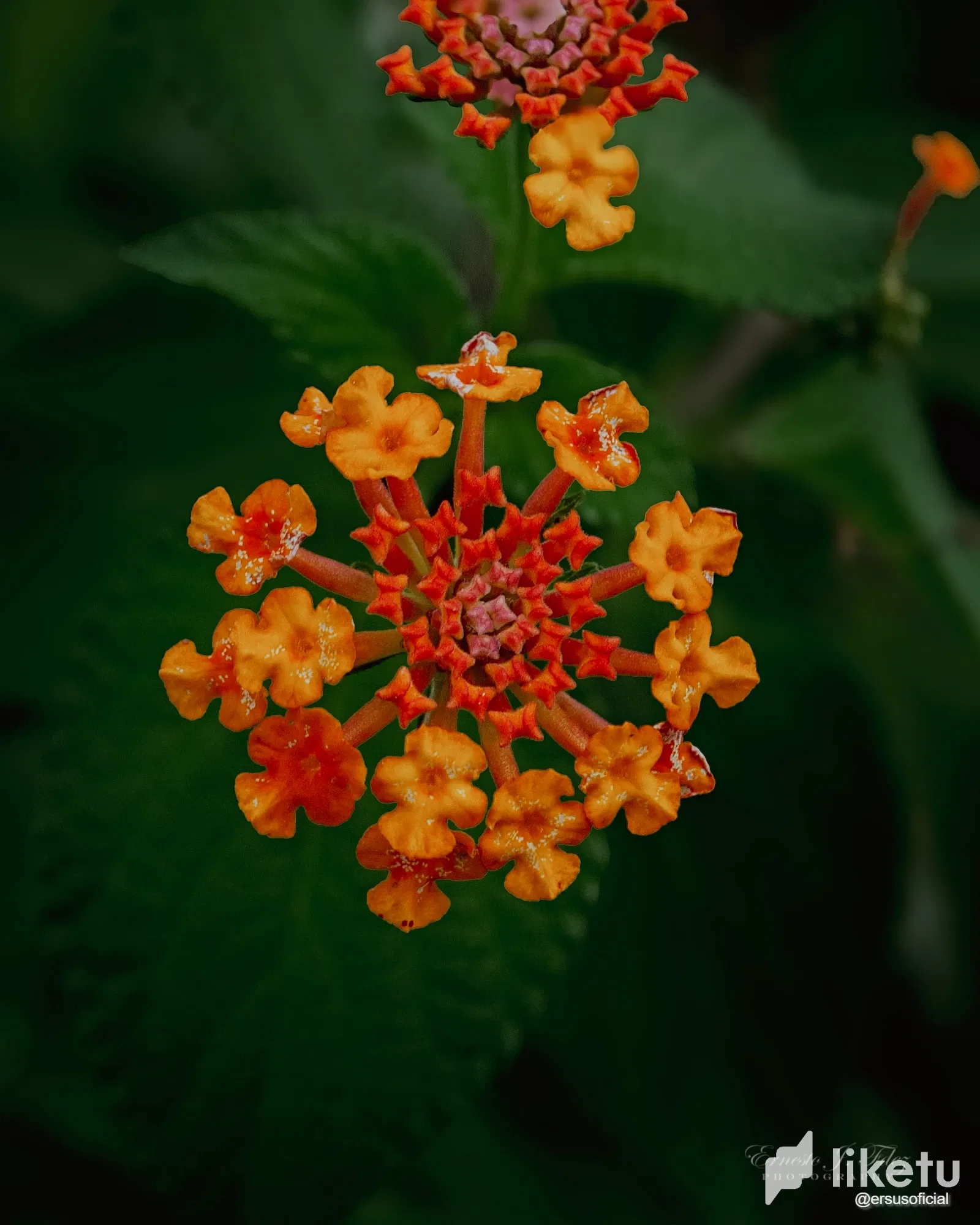uEQahFuOLLvLOMXz_DSC_5229-1.webp