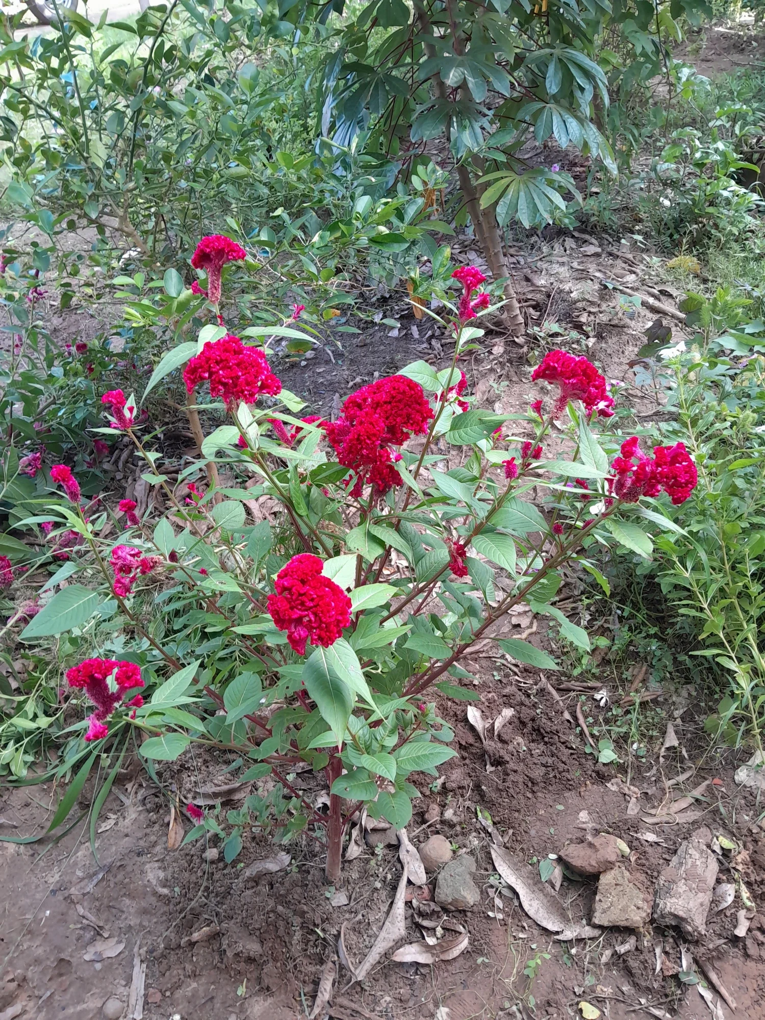VZHvPO7qSOFSCuUE_1000056410.webp