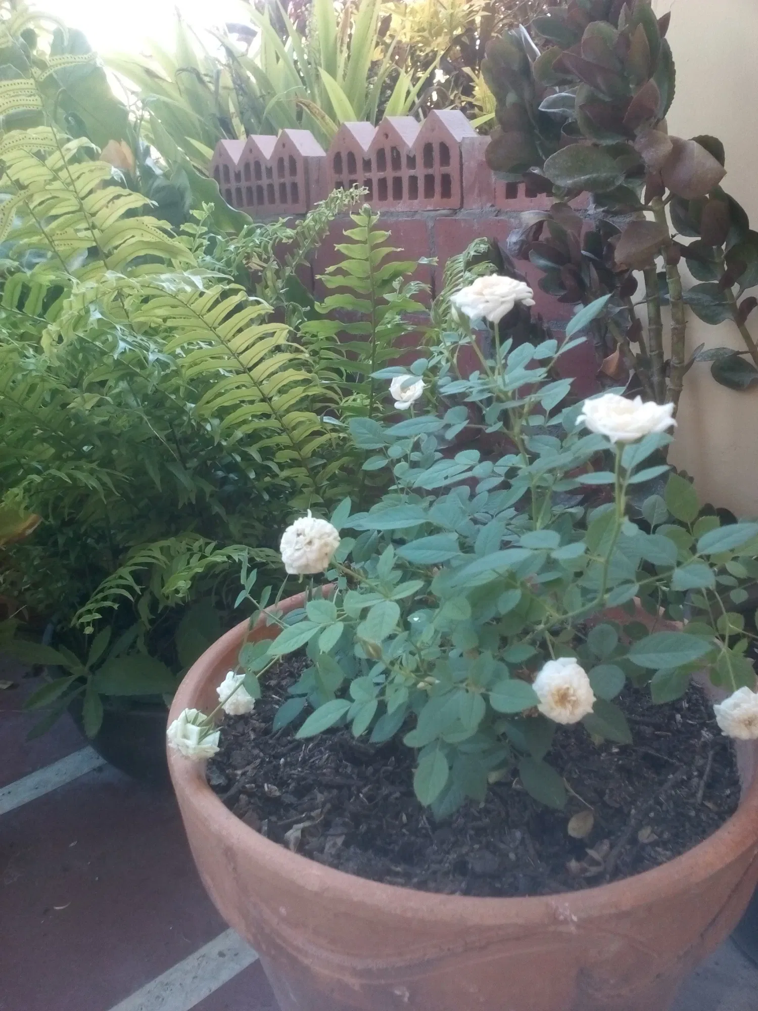 2otncIbY6rxb0t8J_IMG_20170819_092954.webp