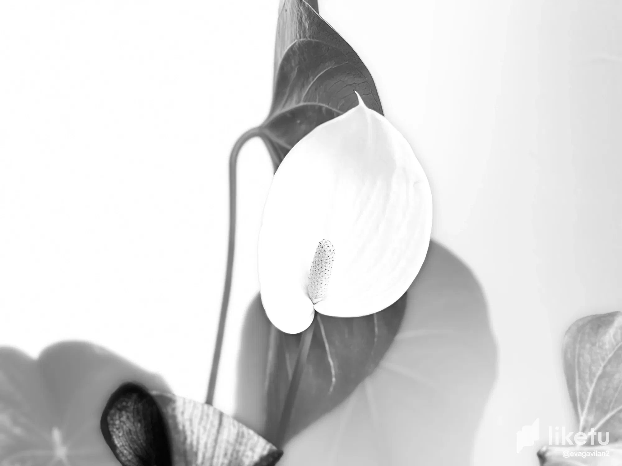 clq1og1tb000qt8sz05iv9svh_IMG_0097.webp