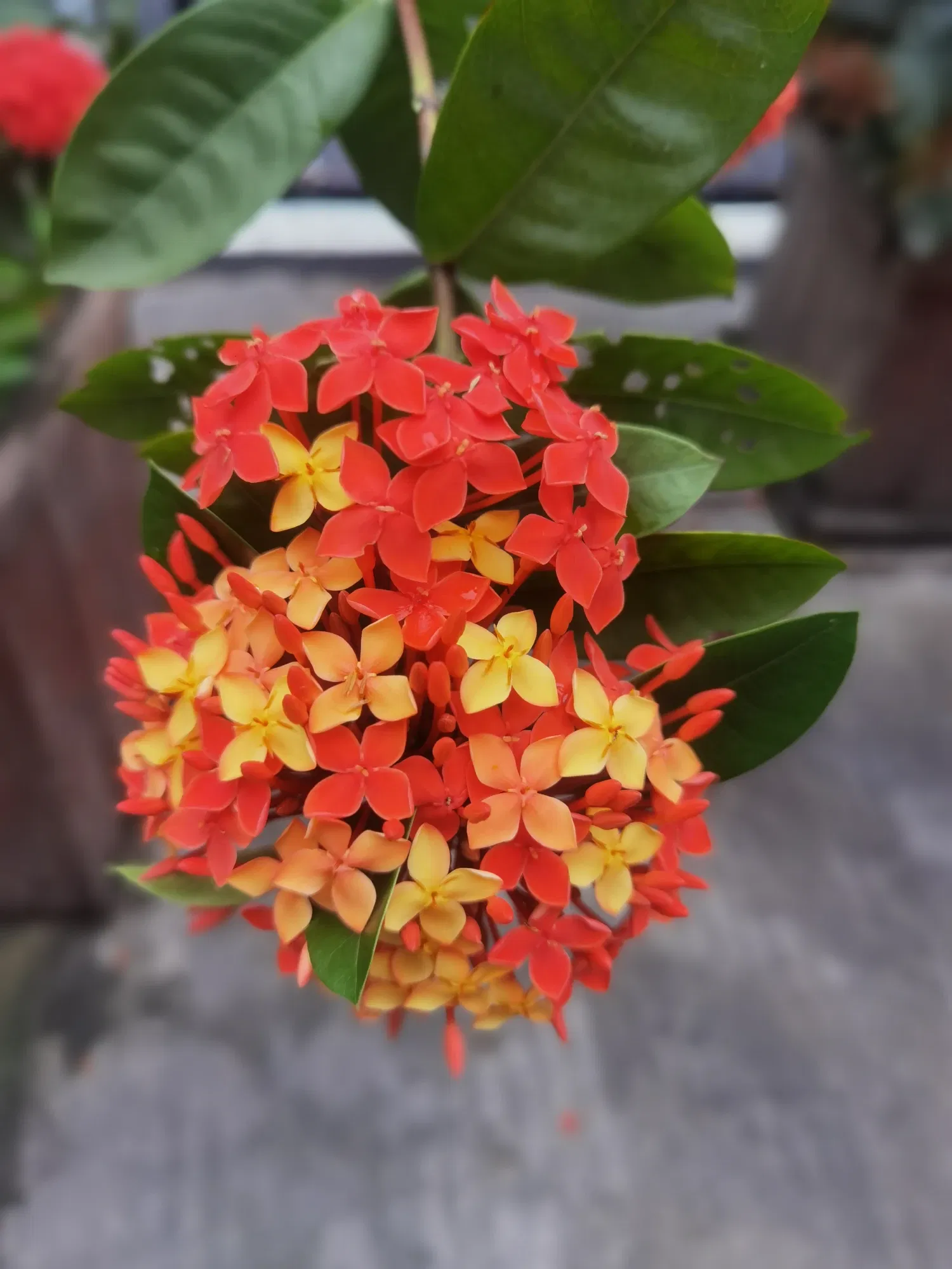 fwbxxLSSXIfGJSus_IMG_20250530_084352.webp