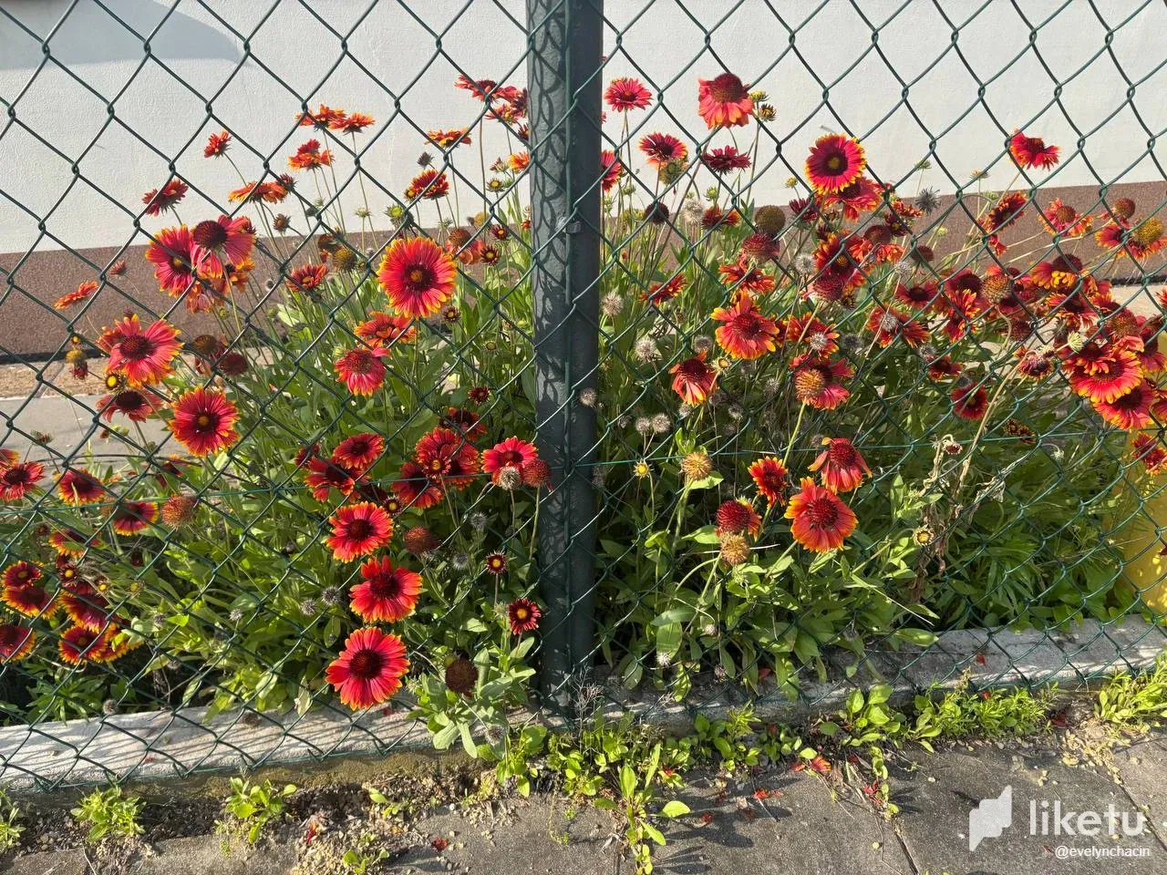 J1ThoedjtNEWxeaK_photo_2025-06-11_22-24-10.webp