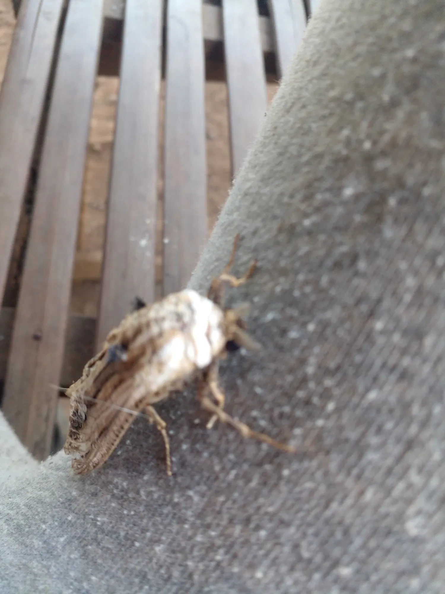 xyHZcX1GxiKElkfH_20250610_093547.webp