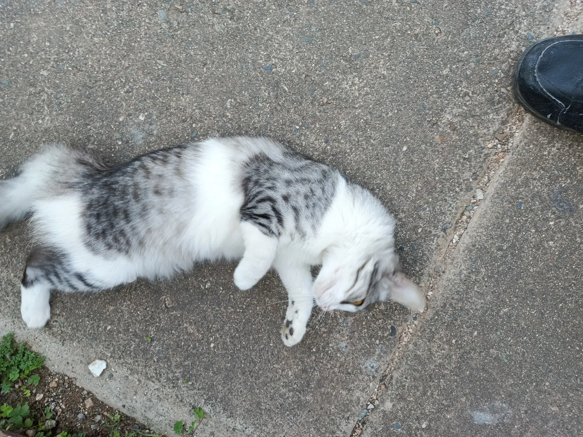 lj4VwWxKSggKwxXB_IMG_20240627_102104_270.webp