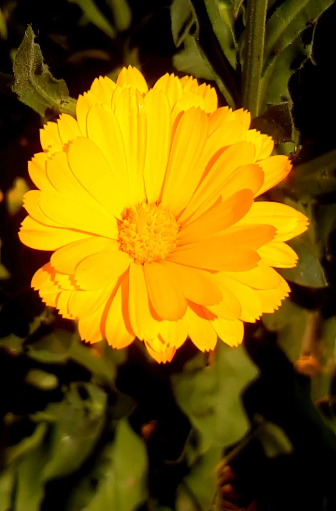 g8TdiK5qugmpdzeu_Screenshot_20230911-224726_Gallery.webp