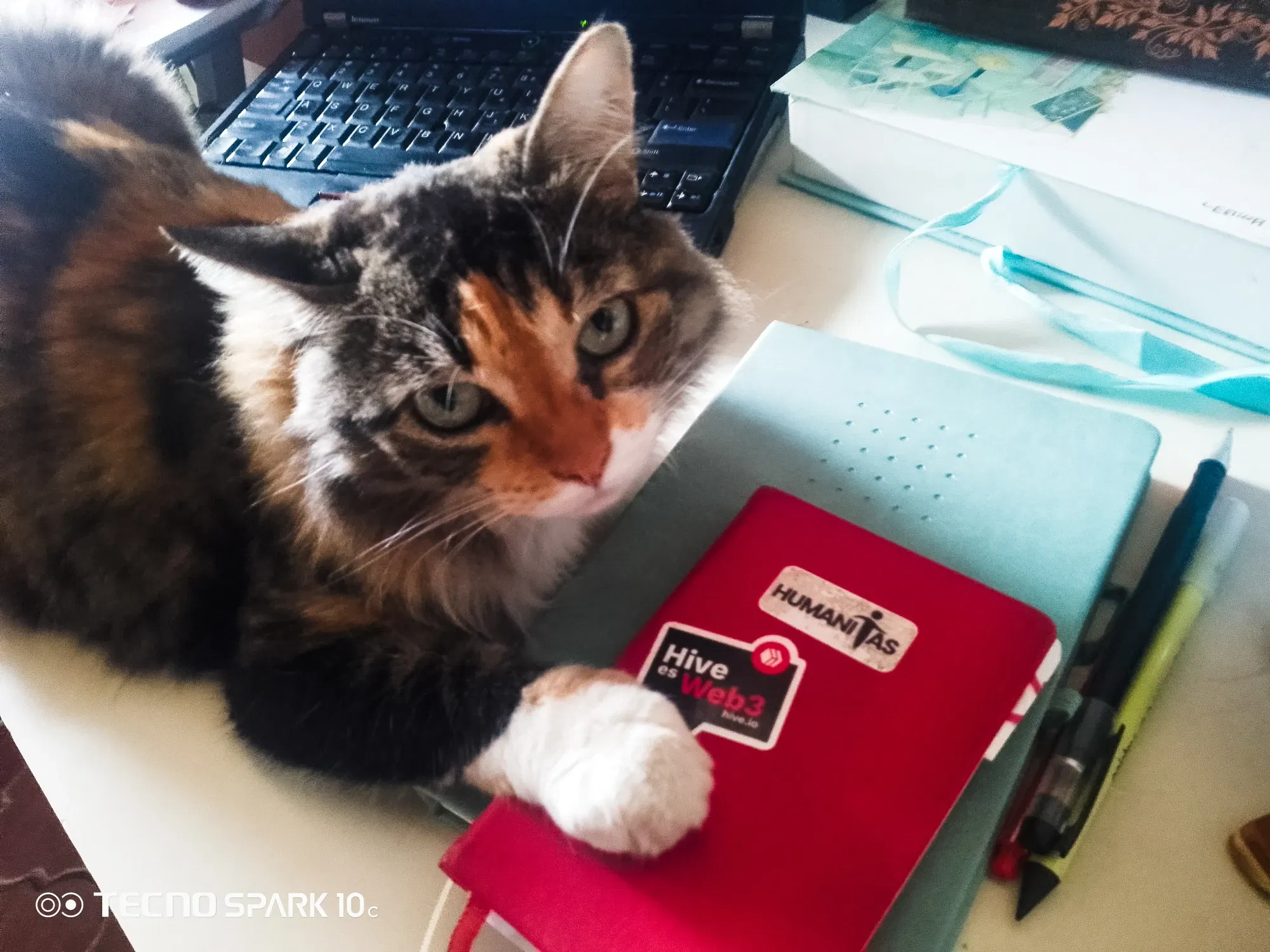 🐱Karen hoy no trabajas😹