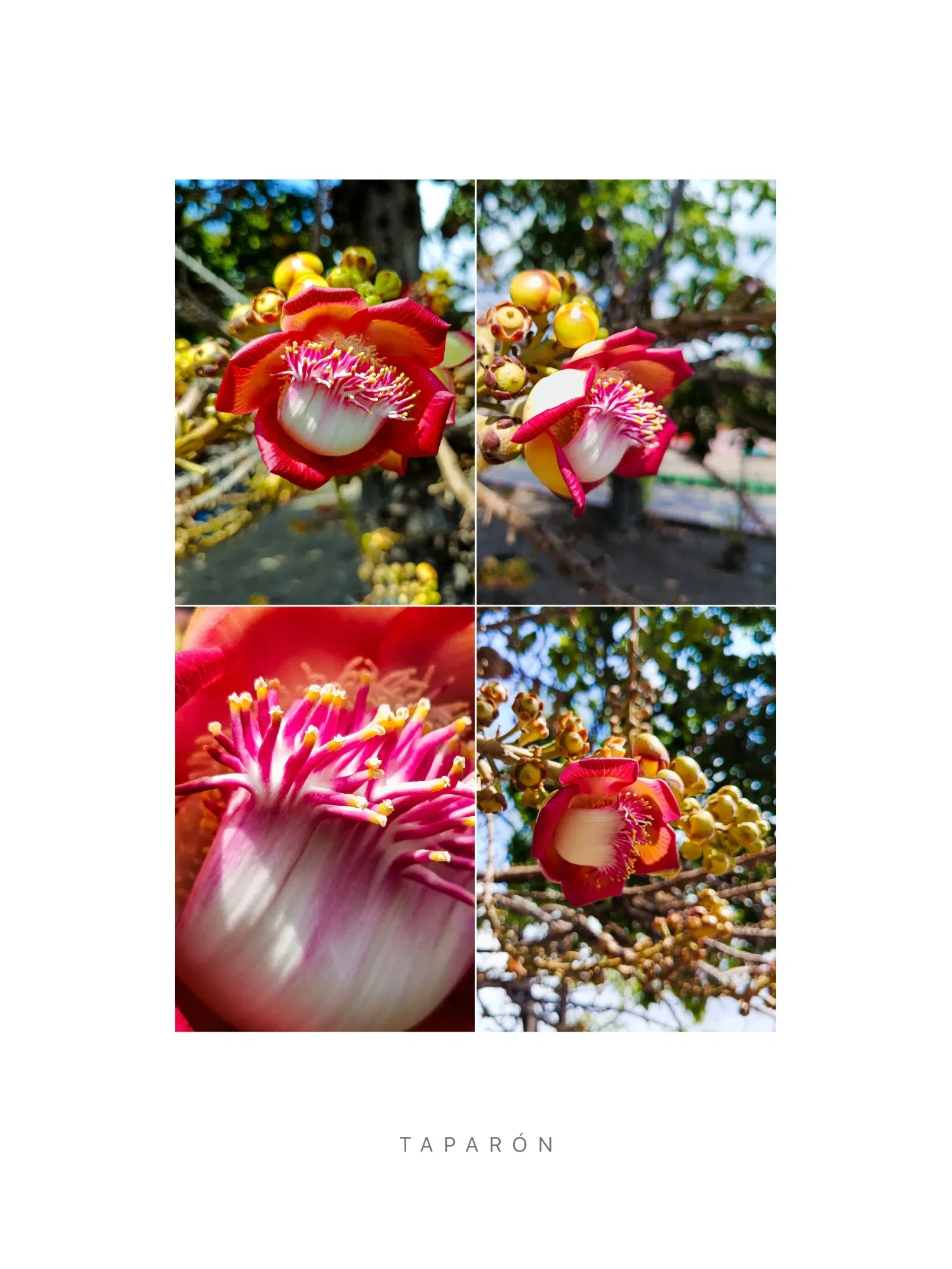 Couroupita guianensis 🌸