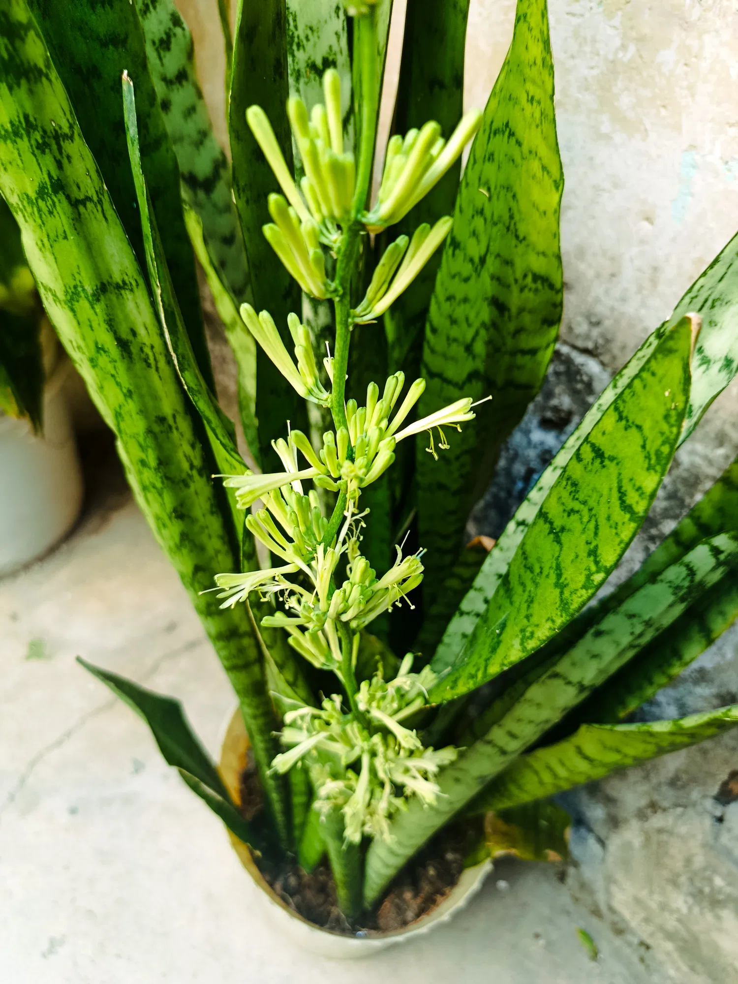 💐Una flor  que no conocía [ESP][ENG]