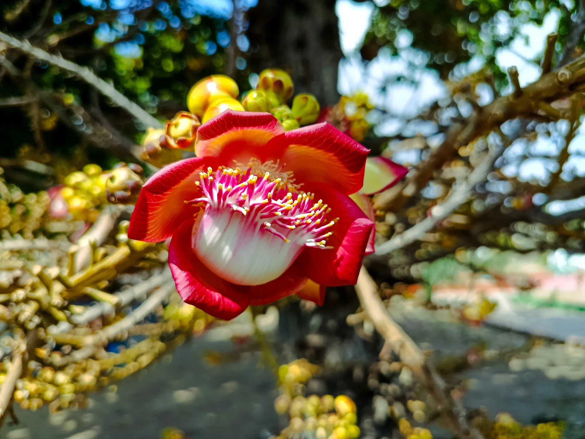 Couroupita guianensis 🌸