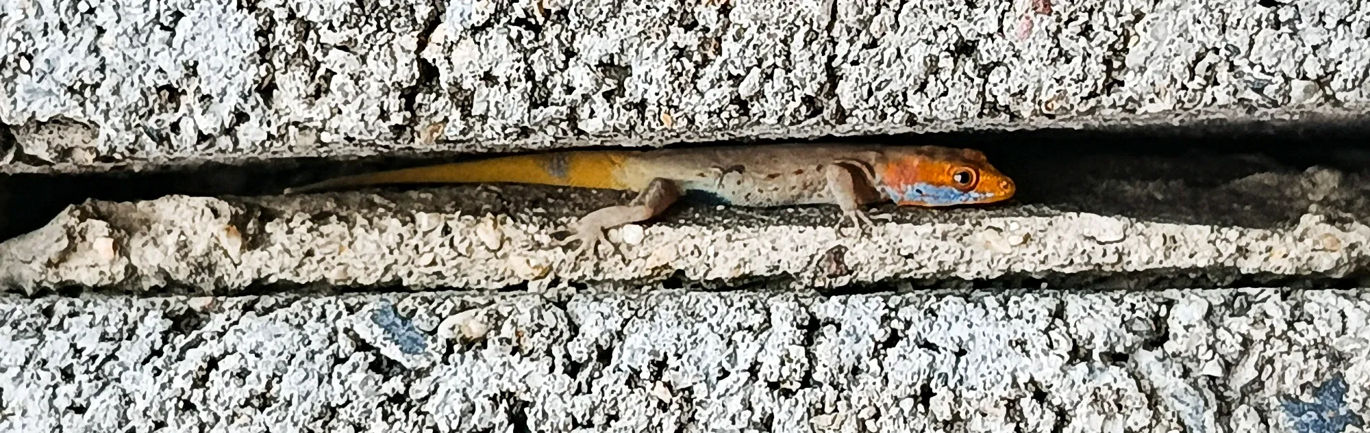 Tuqueque en la pared 