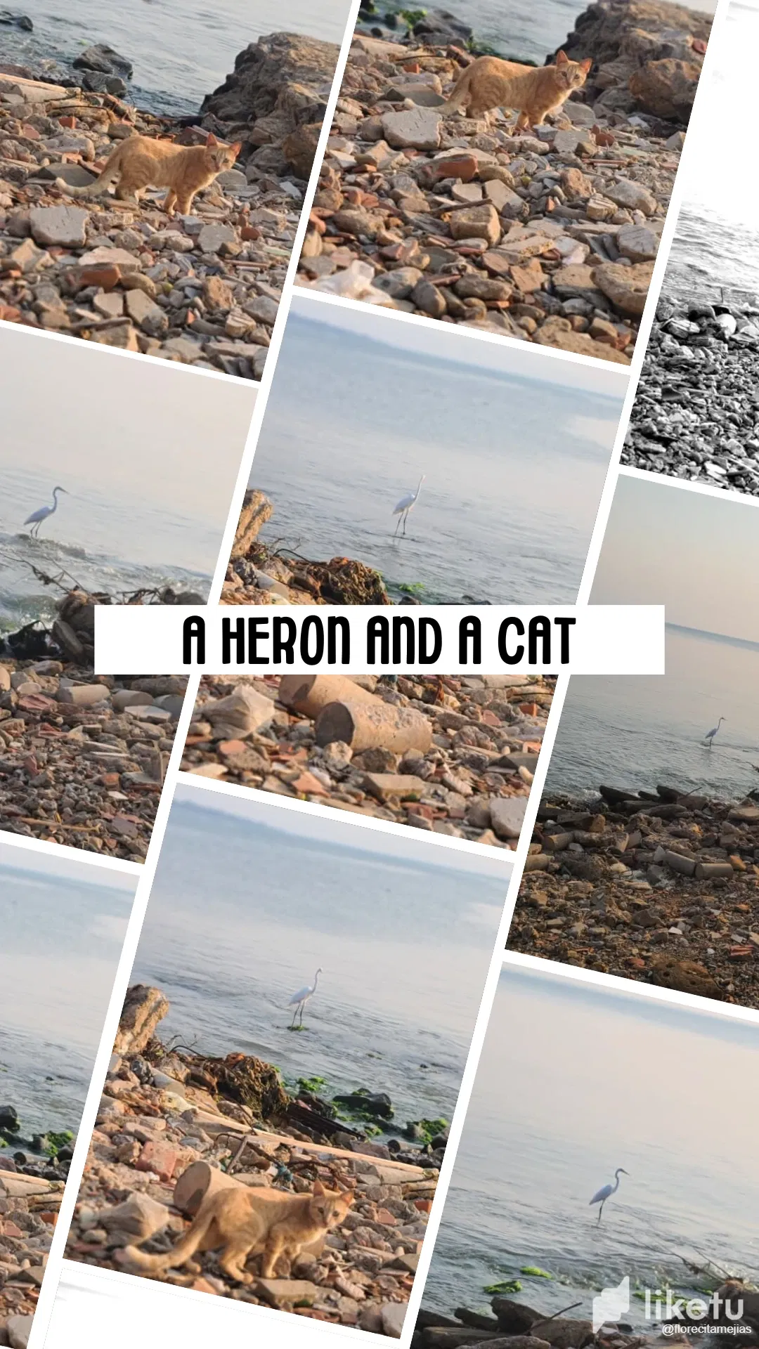 tHi2WSIKxglWlxn4_Tu_Historia_de_Instagram_Da_del_Animal_Collage_Blanco.webp