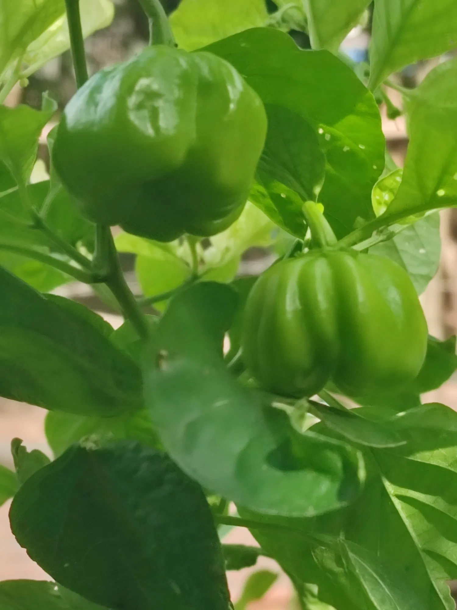 9XmezQLbsYFzMgmE_IMG_20250916_091701.webp