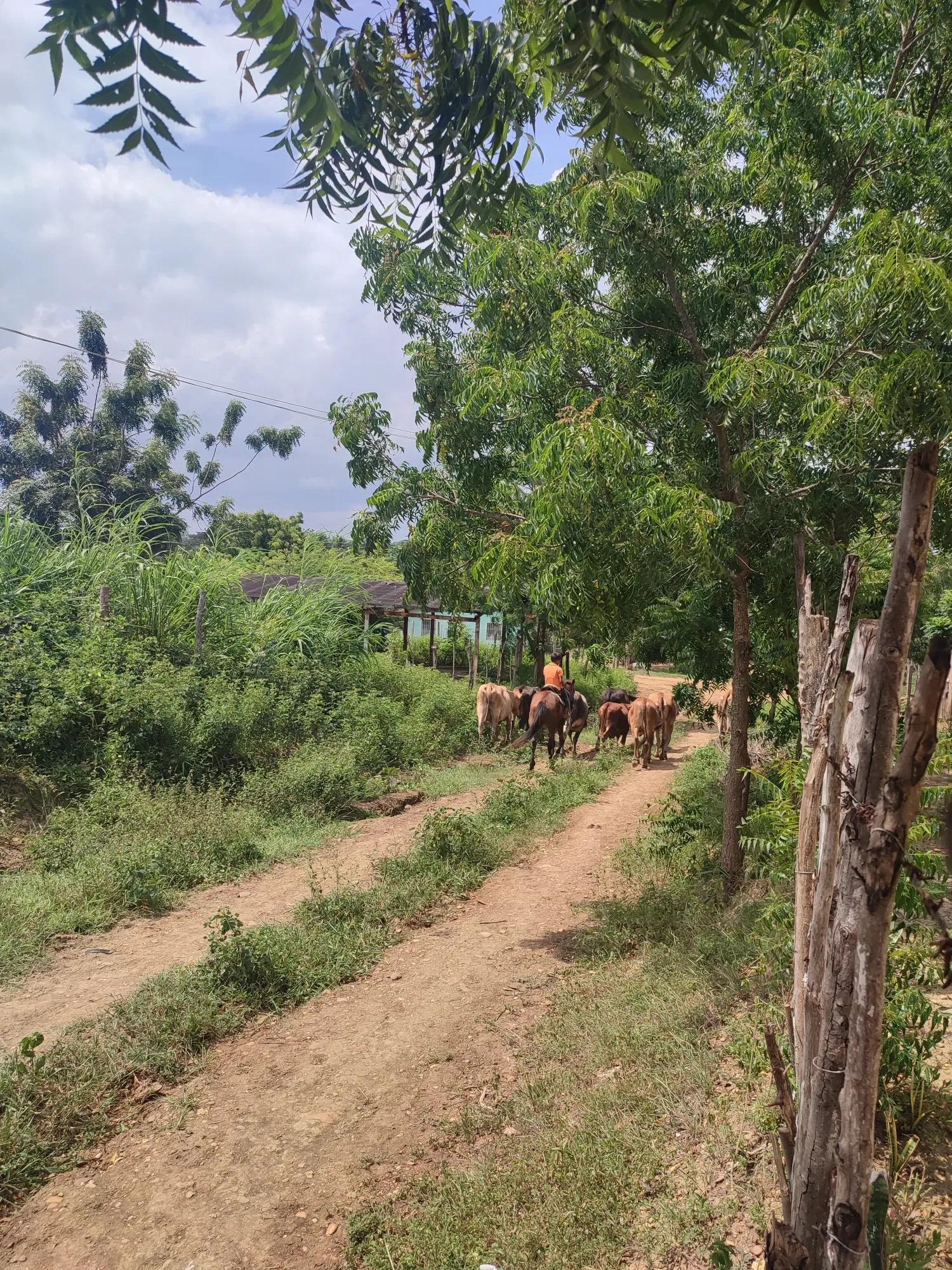 A boy herding his cattle// Un niño Pastoreando su ganado 