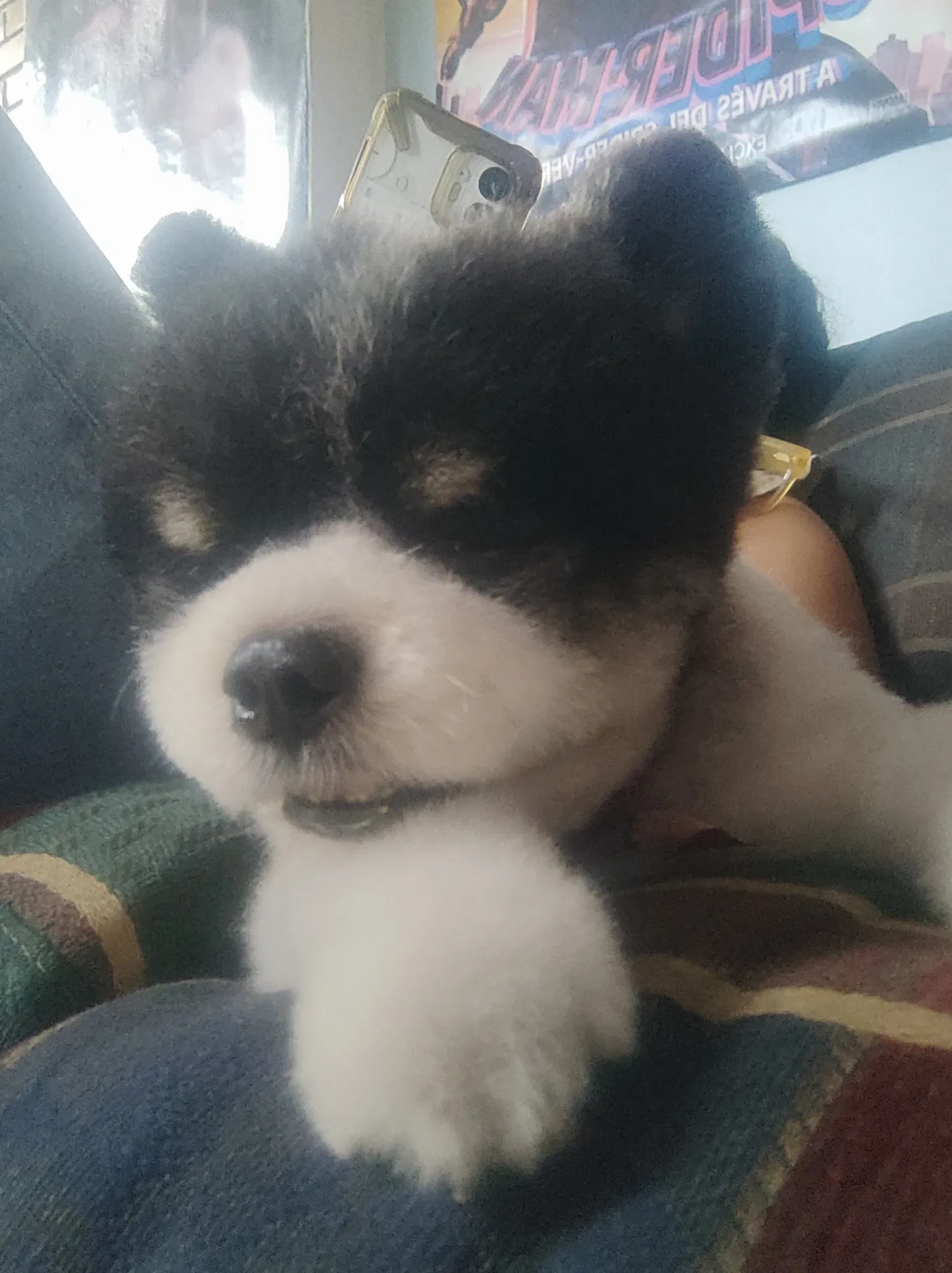 Un lindo visitante 💙