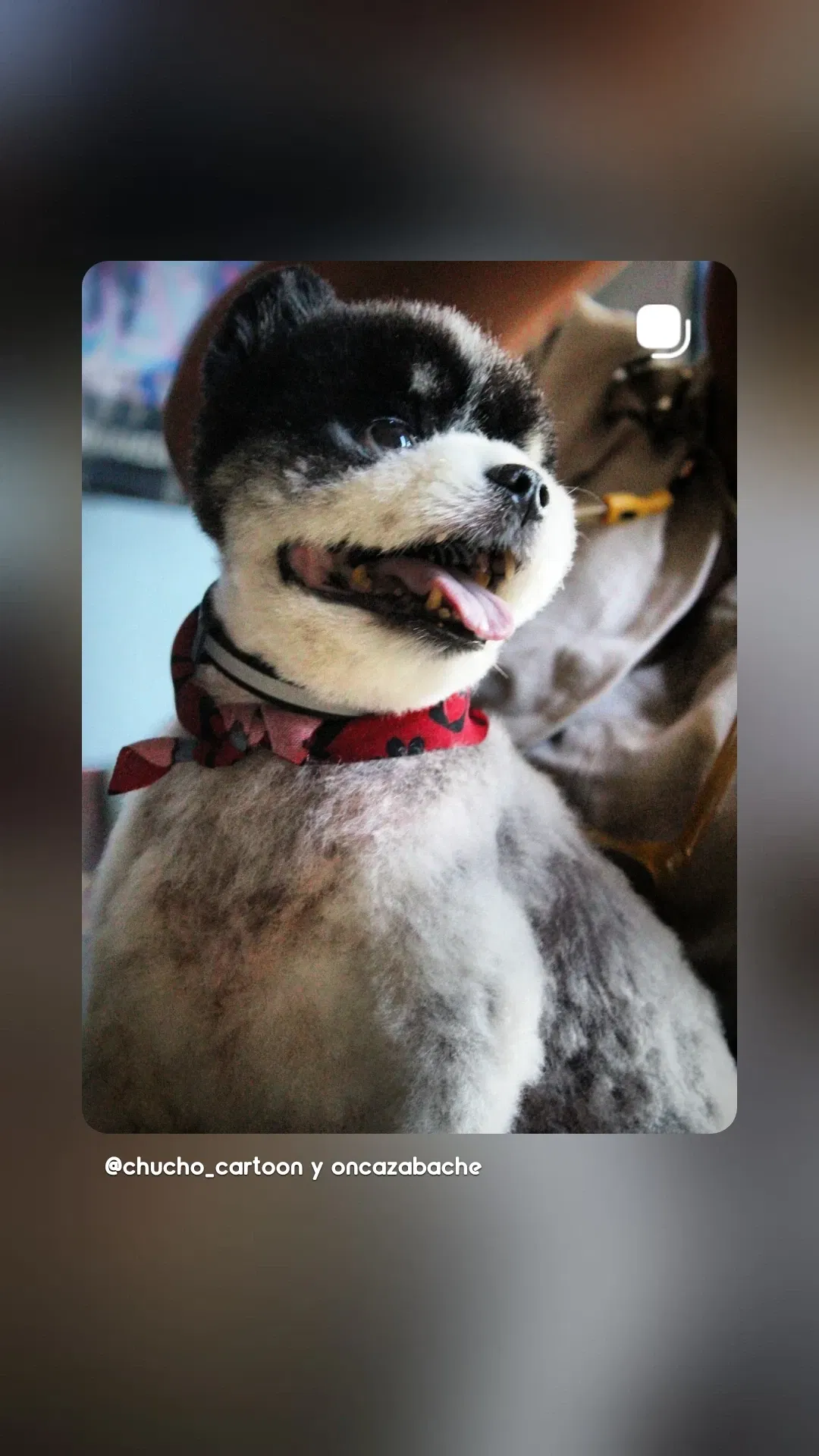 Un lindo visitante 💙