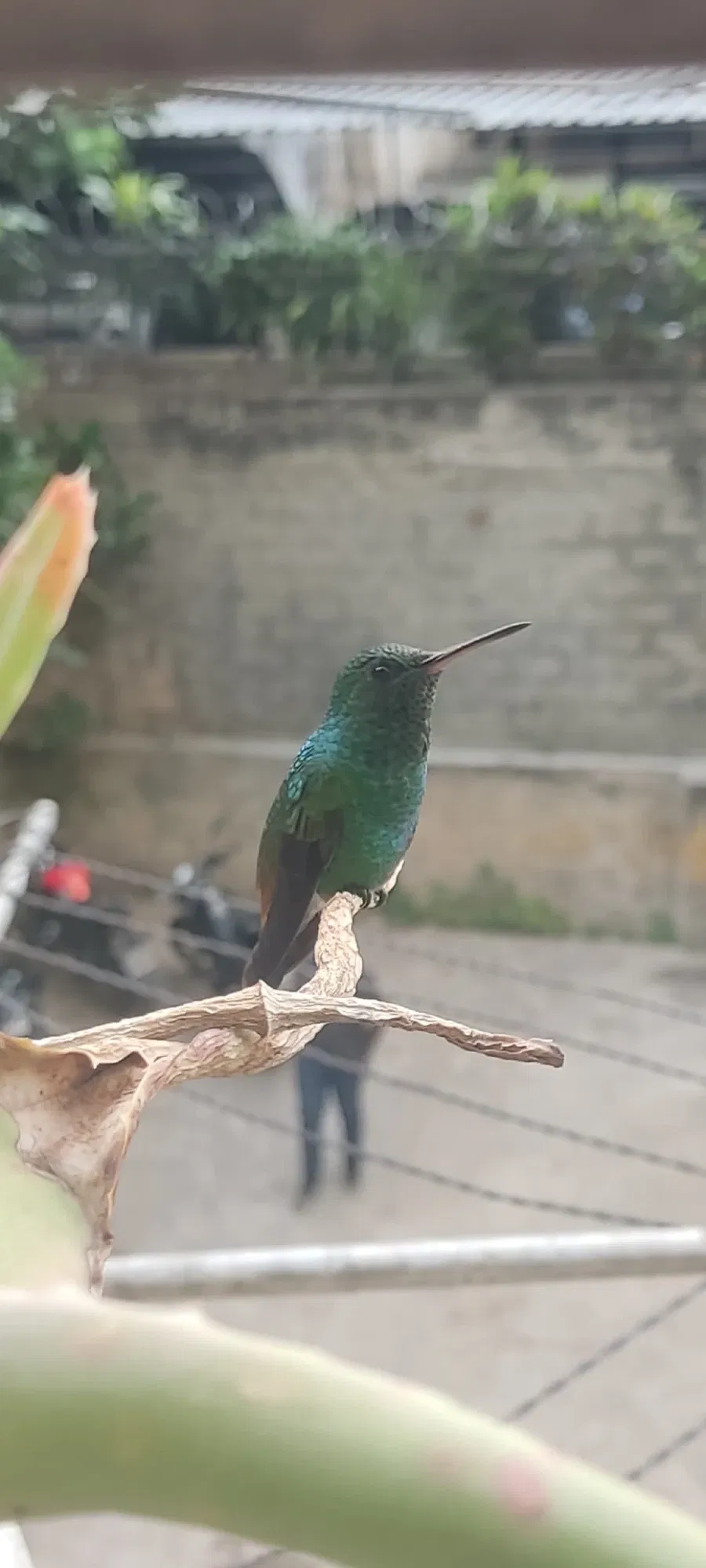 Little hummingbird in my window ✨💙