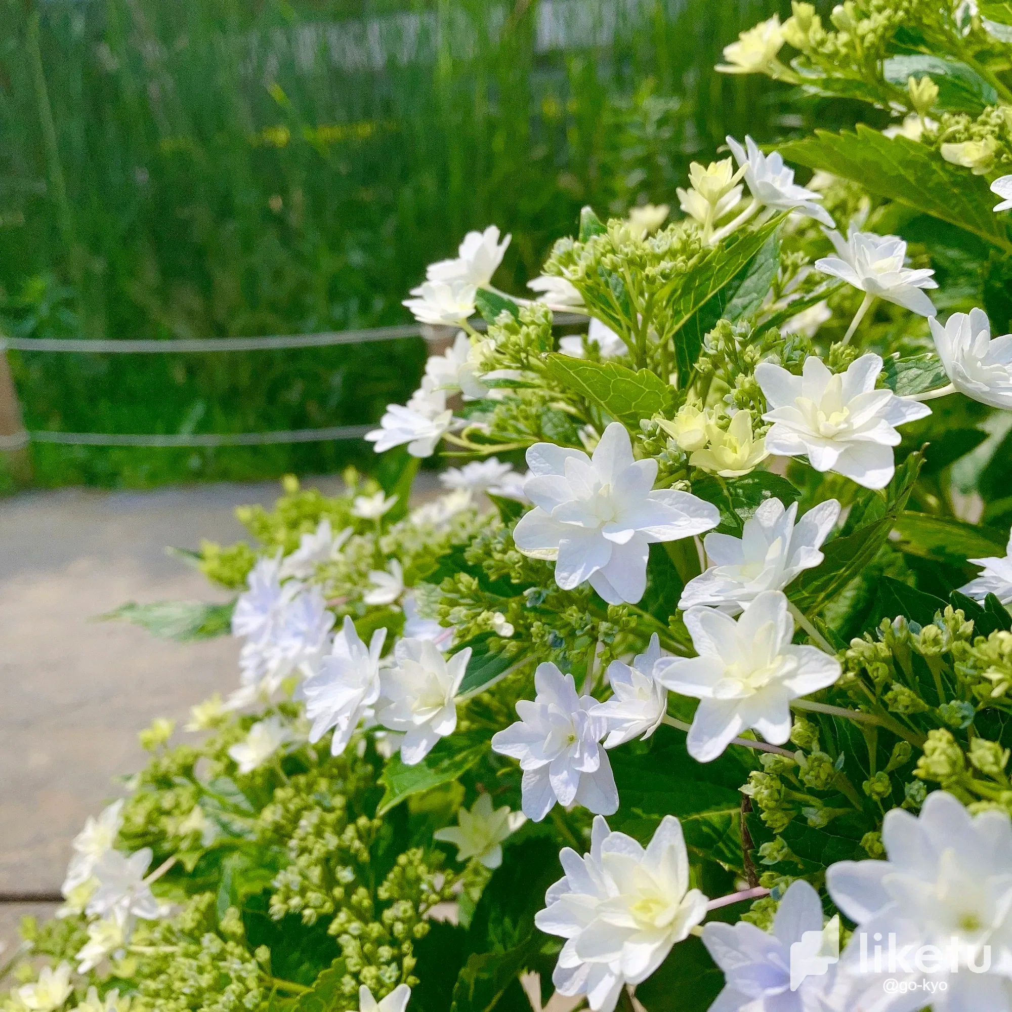 clhyhj1jt014l2gsz9vy7ak2e_IMG-6490.webp