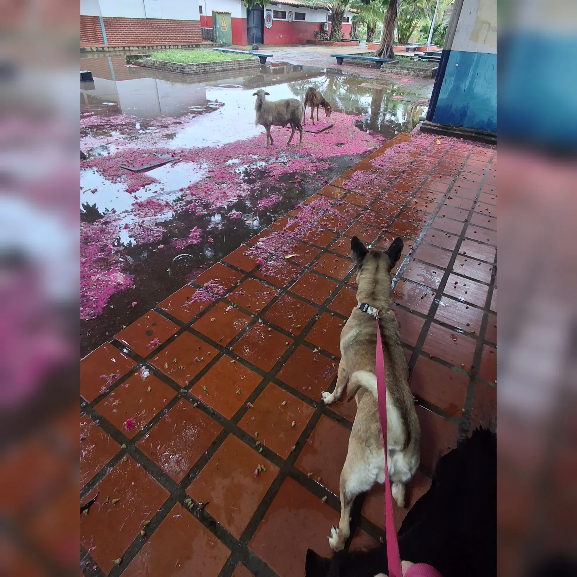 DXFZMueNu…
Payout: 0.000 HBD#HiveAroundTheWorld D3: Pasear los cachorros.
2025-06-06 02:16<liketuimages> <center> ![anBboIwS7AvTIitb_1000316952.webp