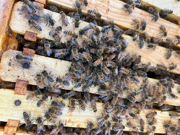 cligh57uf00d57zsz4jp796td_bee6.webp