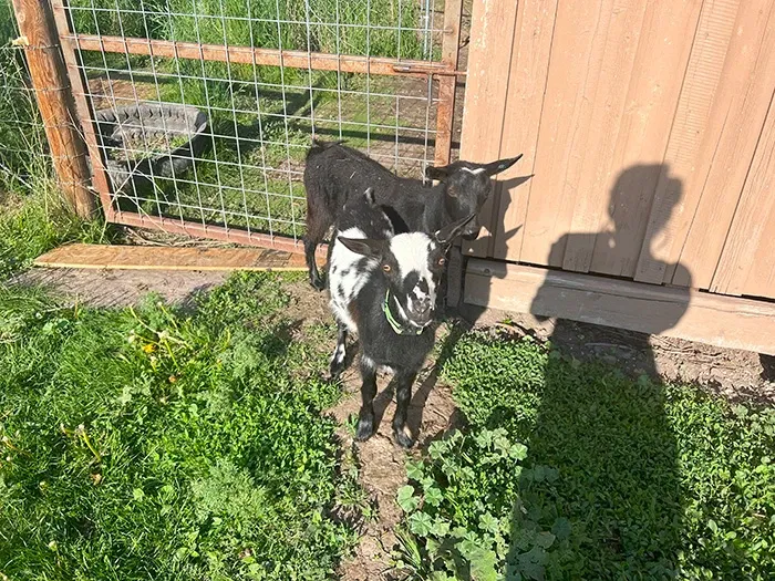 clklot47o00fc92szcfg1etag_goats3.webp