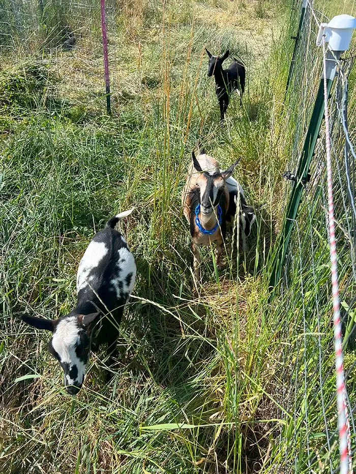 clklot8o800es0psz73pv1sfg_goats5.webp