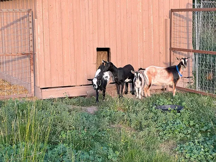 clklot9ry00grbeszdzkq8ze0_goats6.webp