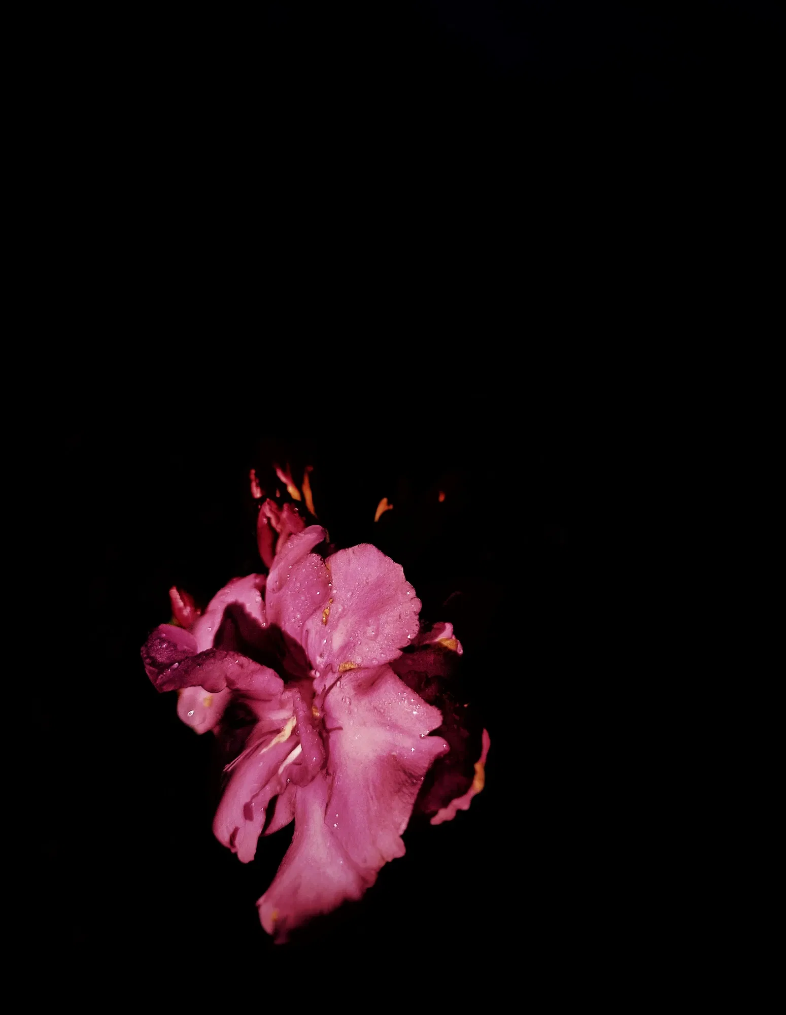 250G0Z6YcwTr2Tey_1000085233.webp