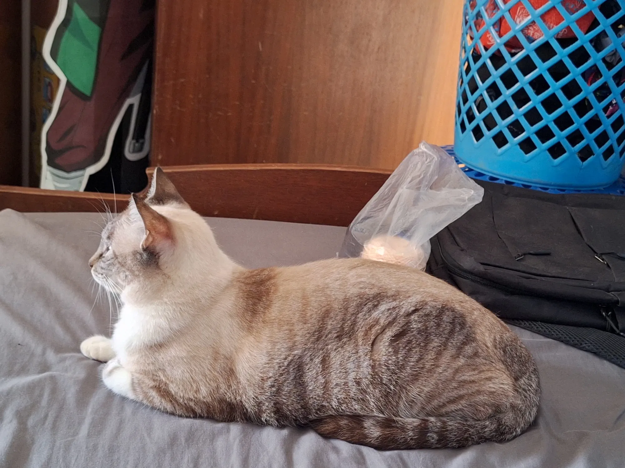 Mi pequeña medicina