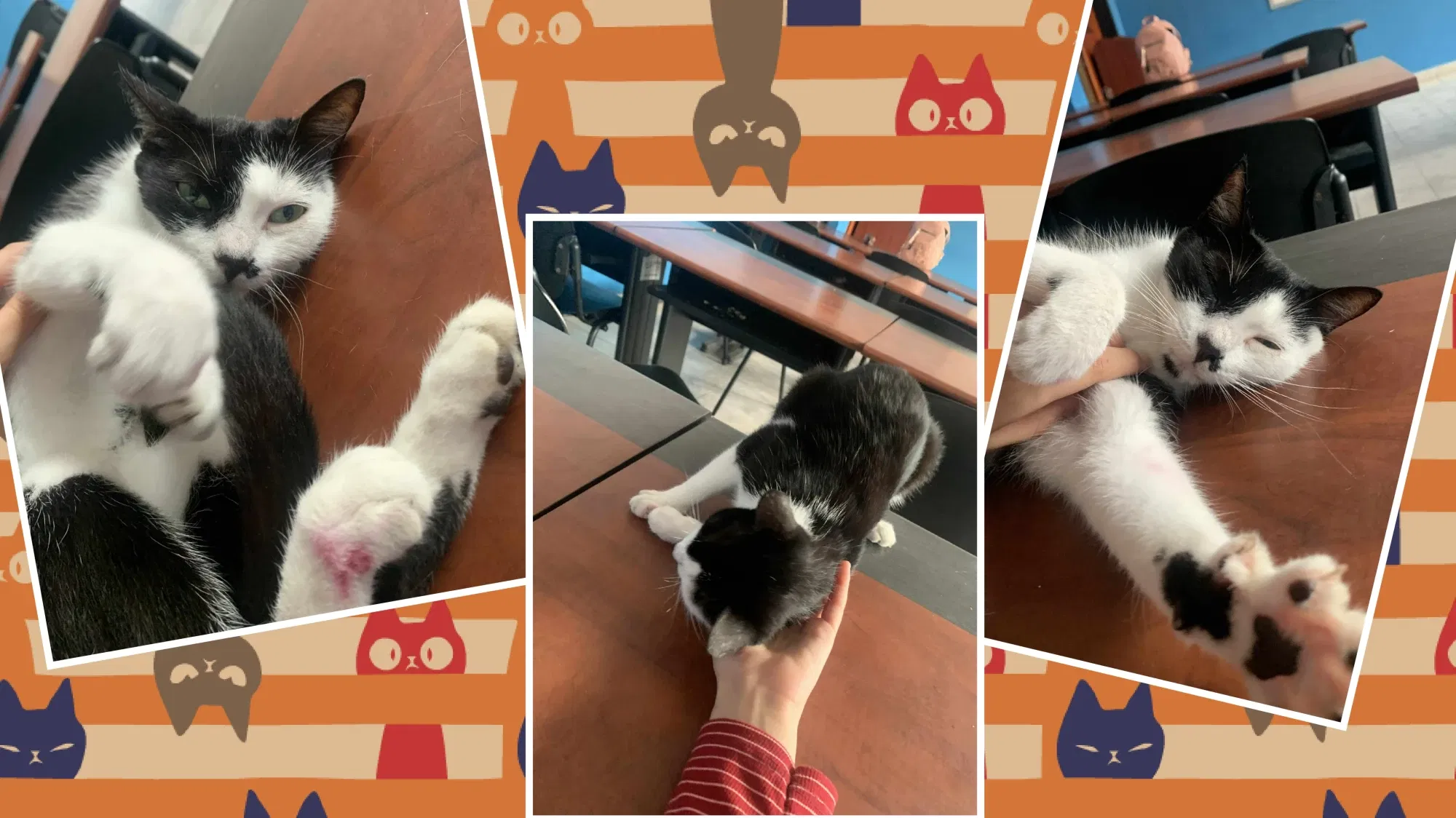  (Esp-Ing) "Mi nuevo amigo.🐱🐈💓" / "My new friend.🐱🐈💓"