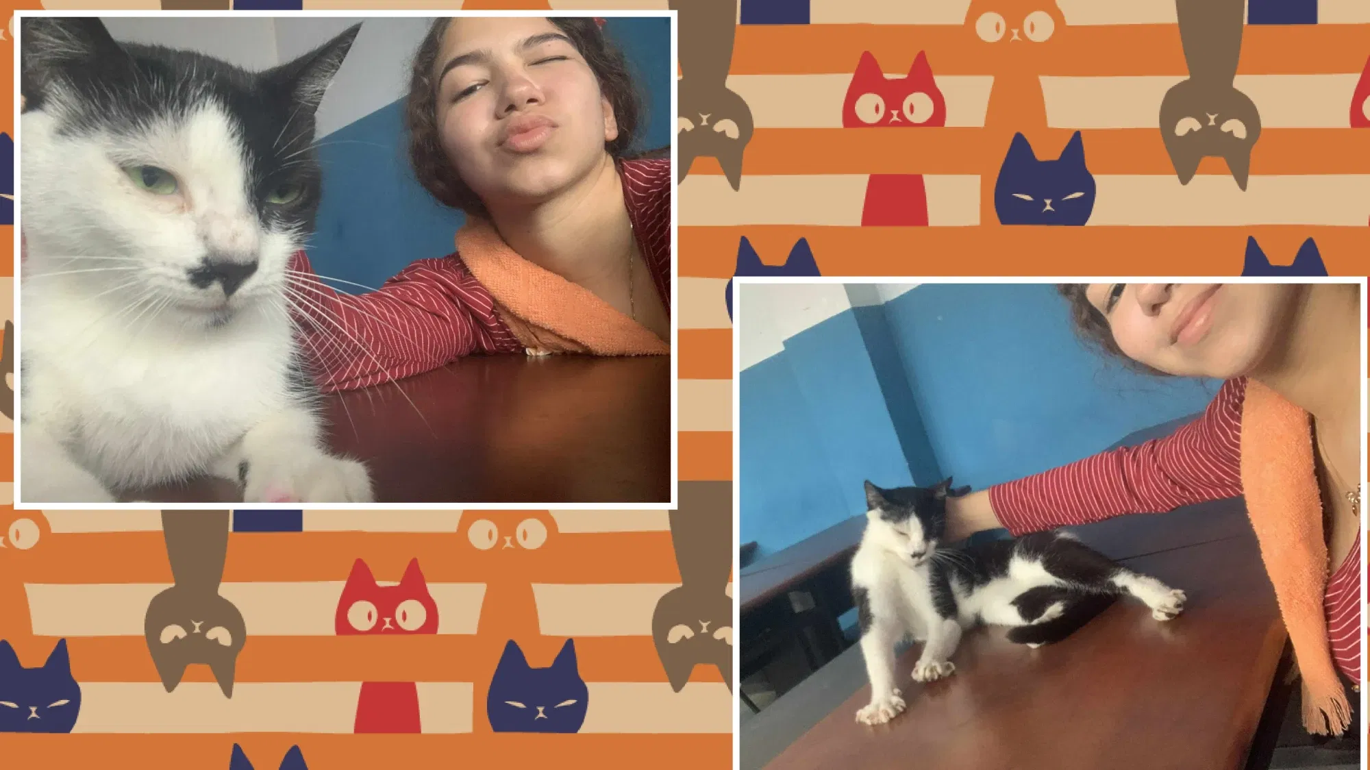  (Esp-Ing) "Mi nuevo amigo.🐱🐈💓" / "My new friend.🐱🐈💓"