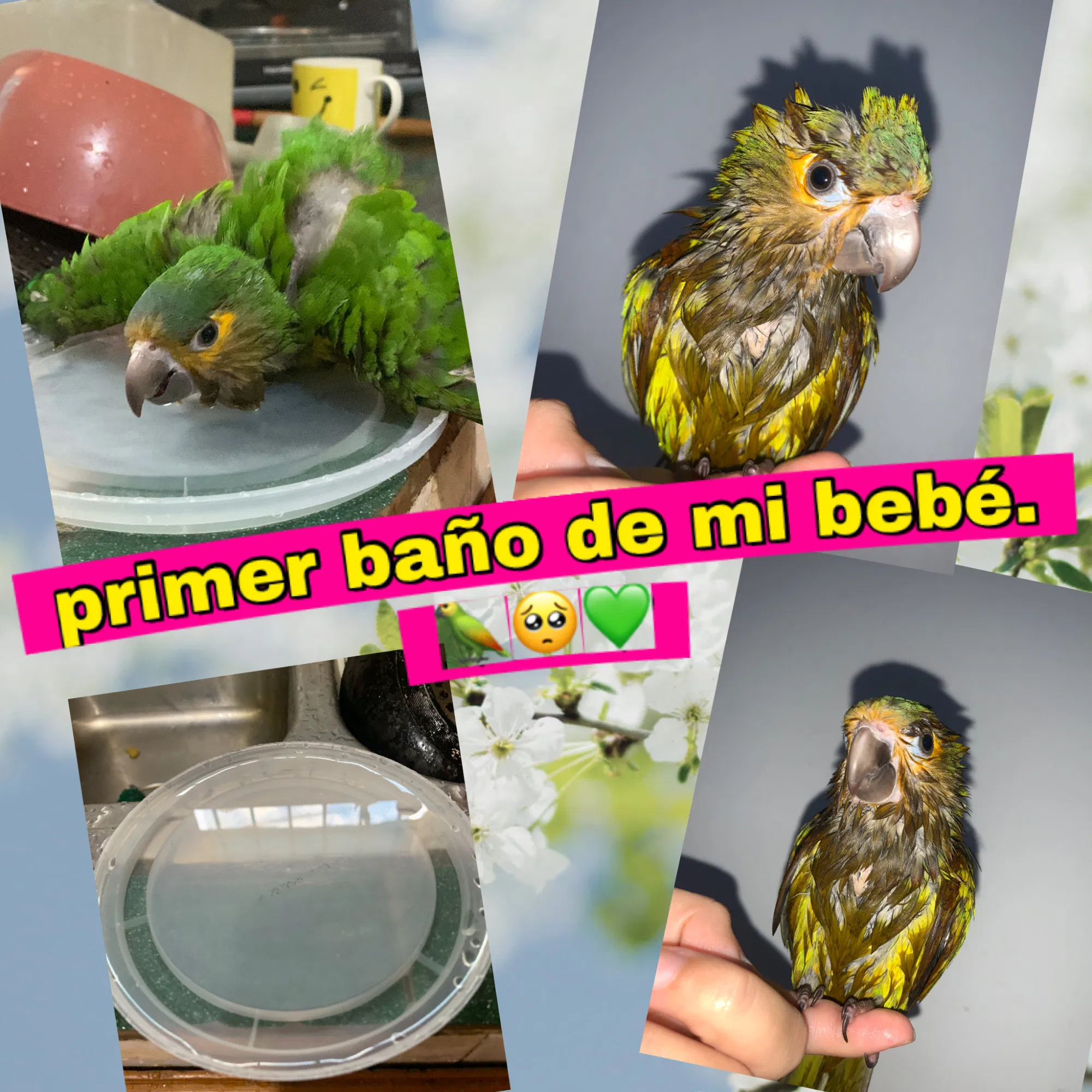 zdVPHH2sXjawdpX5_incollage_save.png