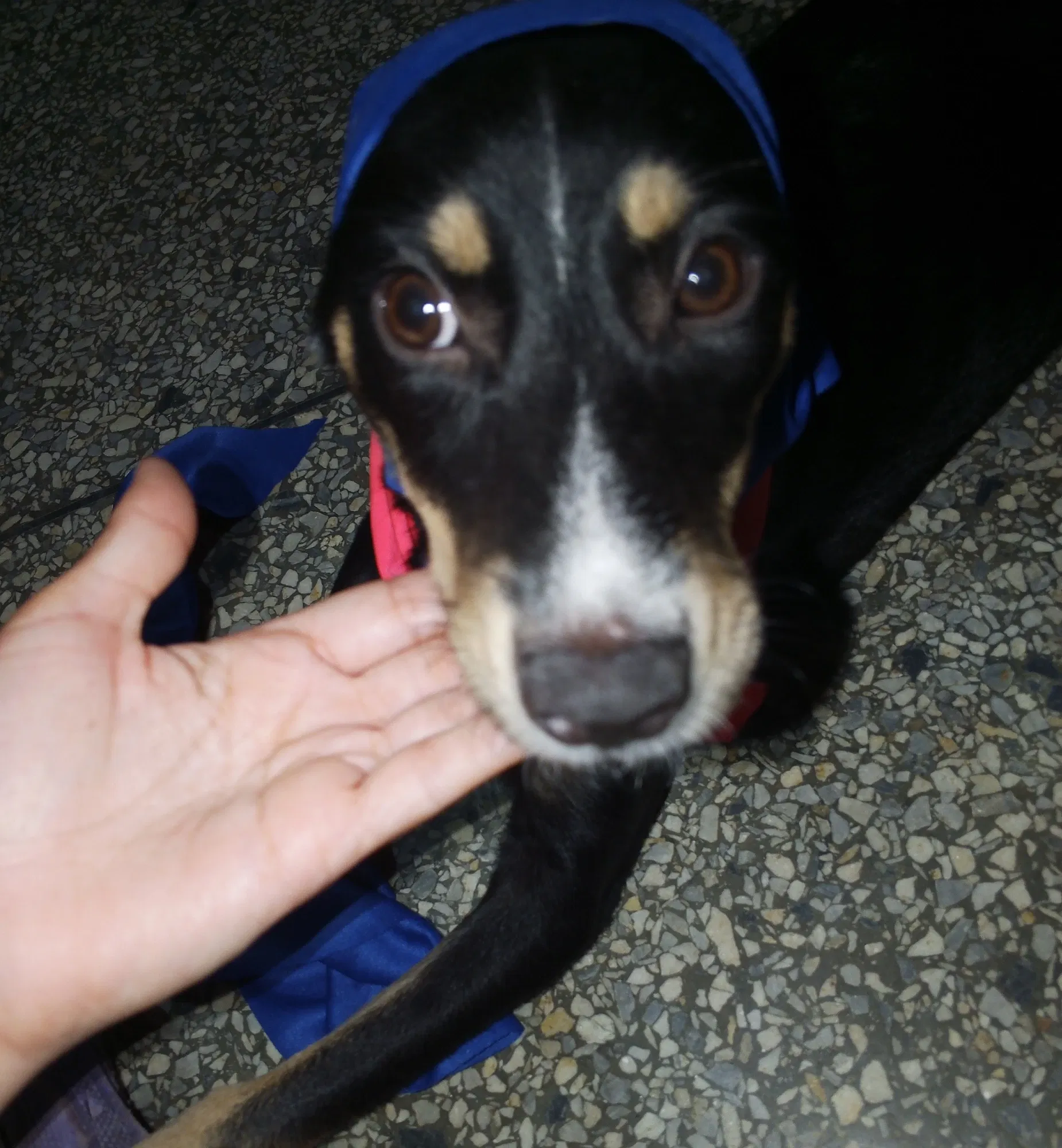 KZPj8AfQFY8rDFFB_1000618980.webp