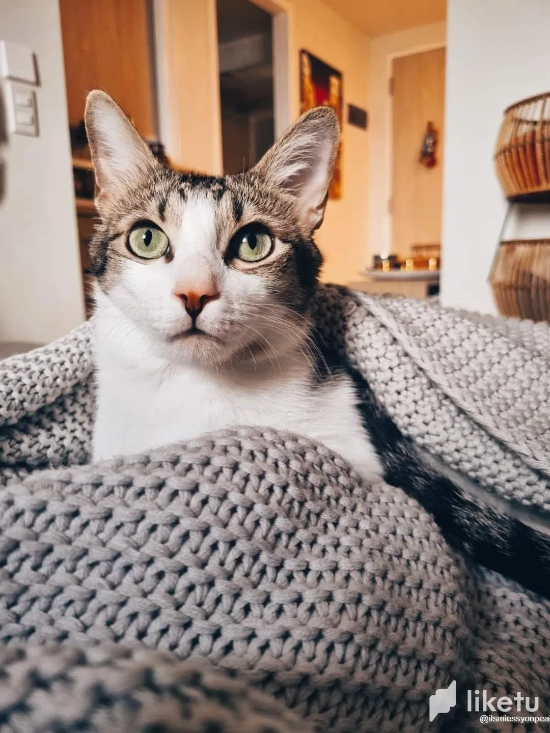 J E E P jeep and his new H O B B Y 🐱