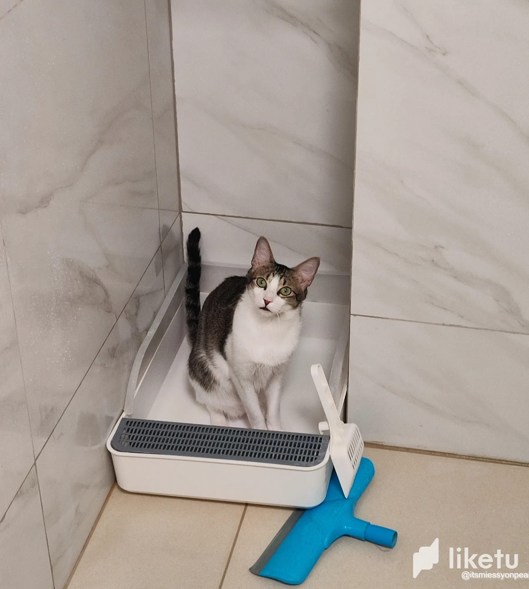 J E E P jeep and his new H O B B Y 🐱