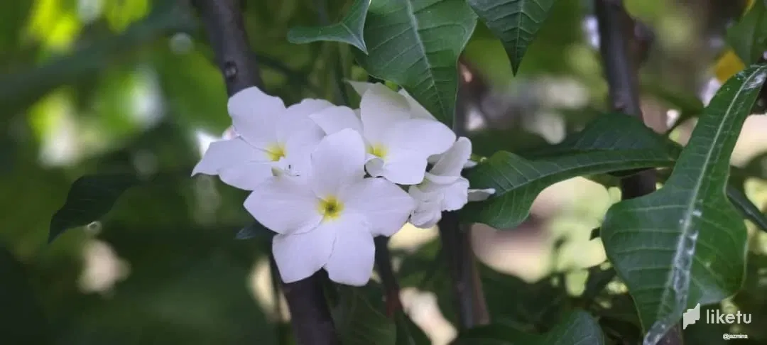 mioi79CsbJIarTxQ_WhatsApp_Image_2025-01-20_at_8.30.29_AM_1.webp