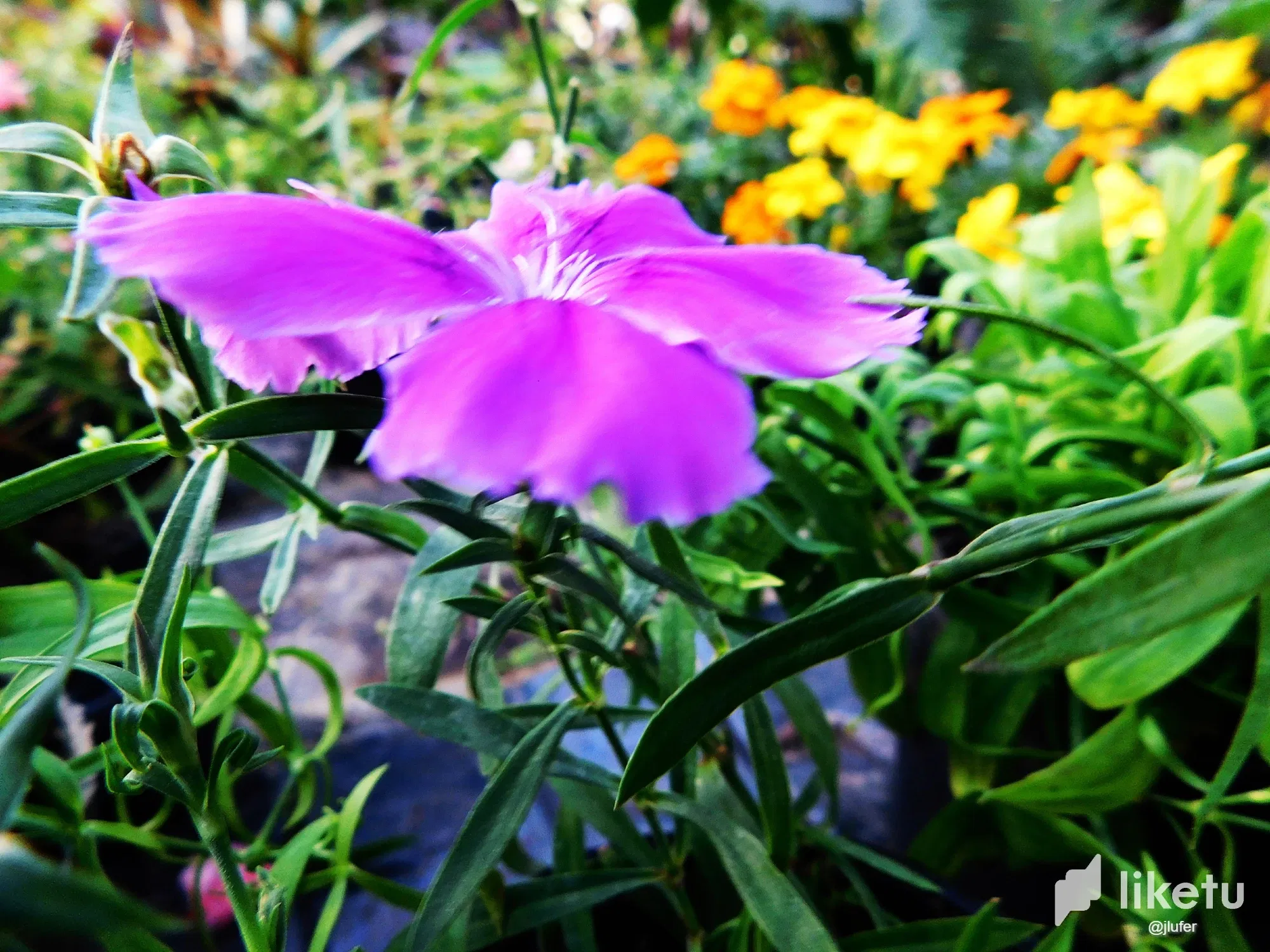 BQO7nFust96VKaEX_DSCN0458.webp