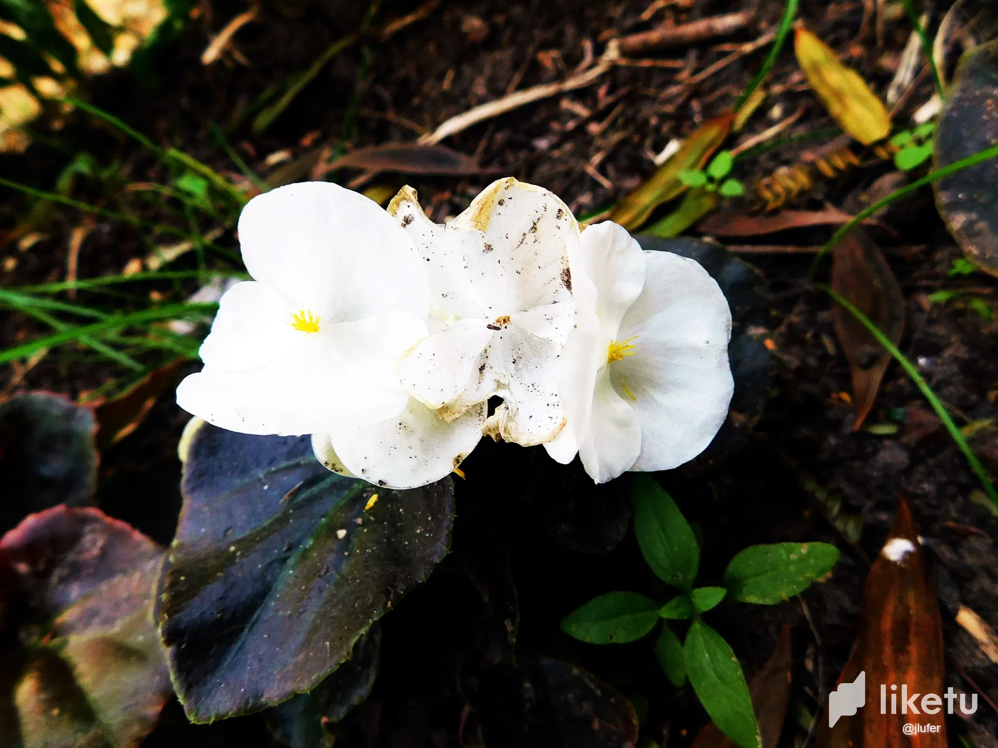 MR0LBS7CDULTAFQV_DSCN0170.webp
