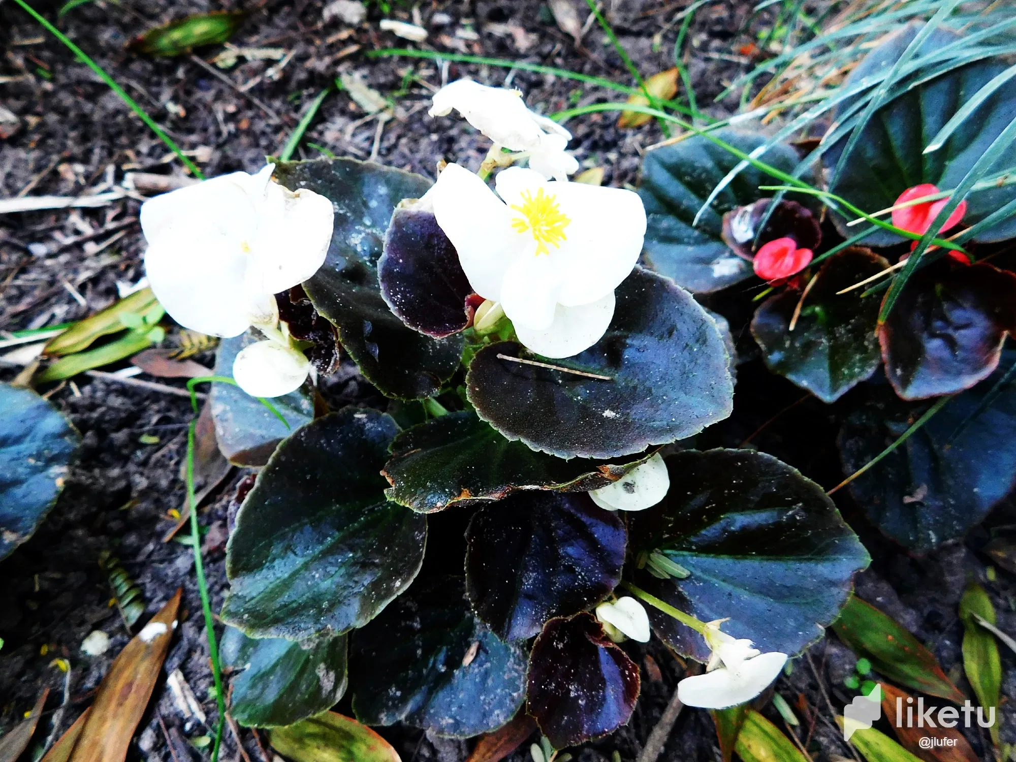 OjHGnlWJfoTkLbvE_DSCN0169.webp