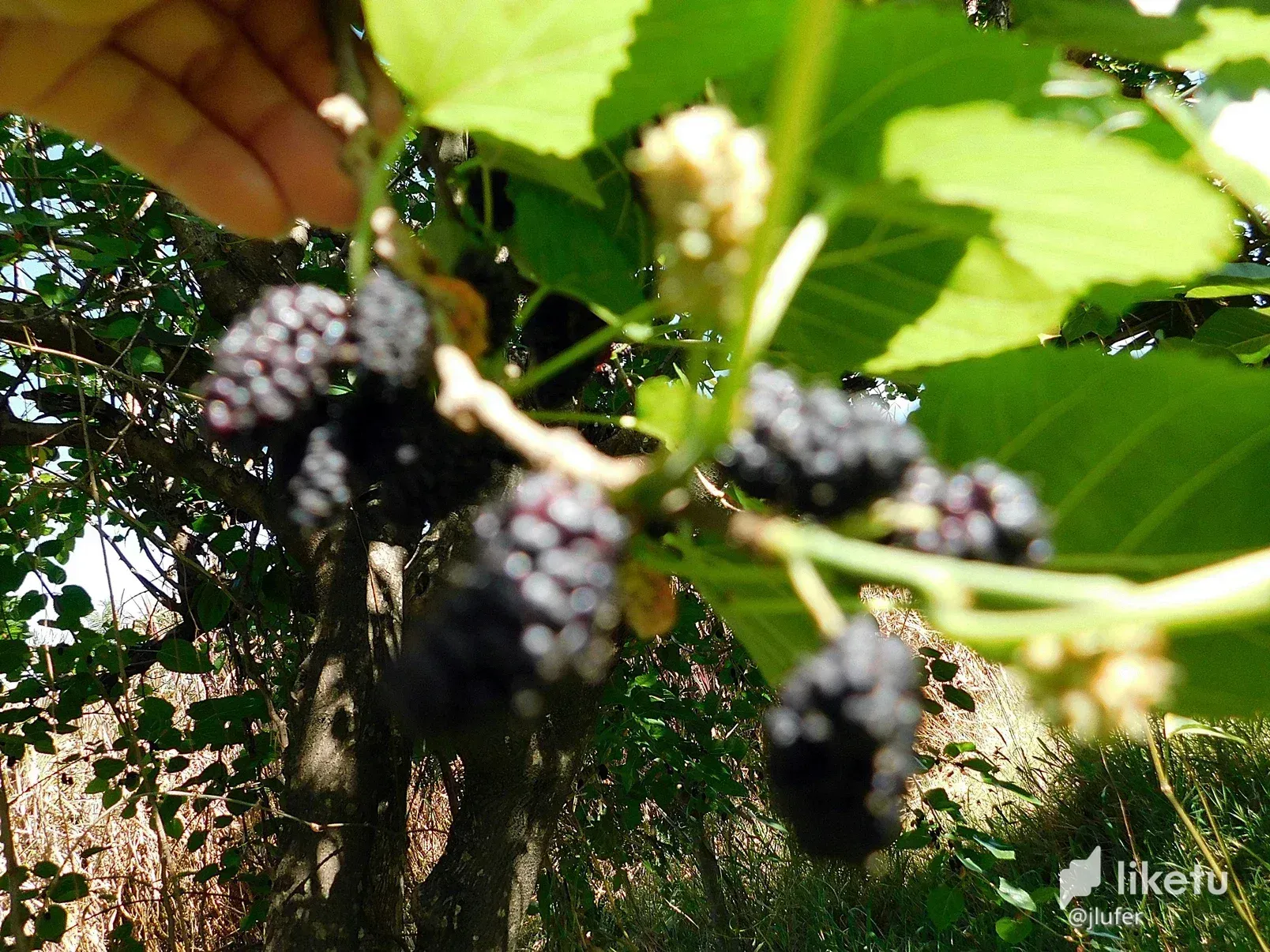 cl8x8rc1600hj1skcczriefp5_DSCN0023.webp