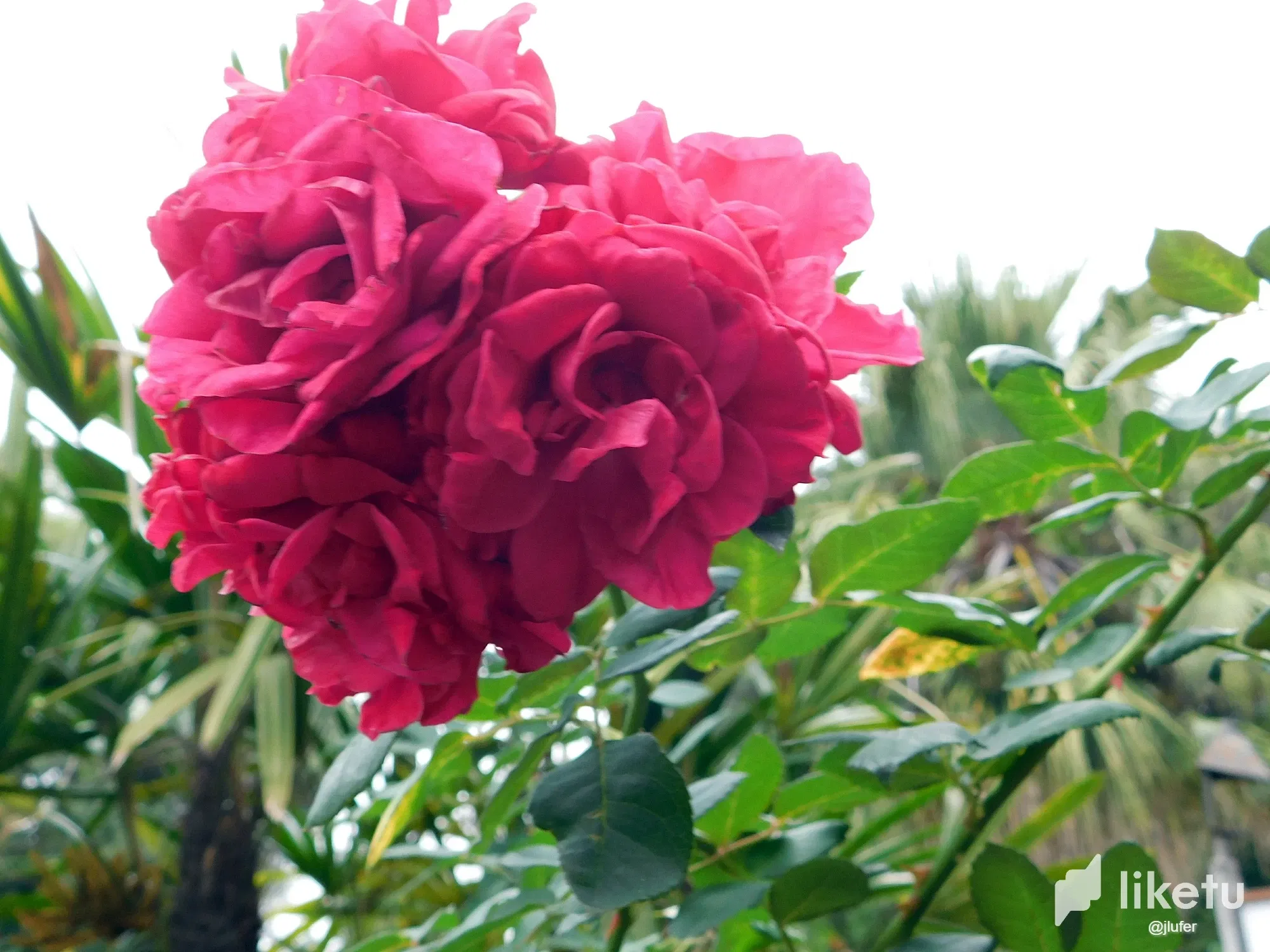 glfxhBUxd0T0jyBG_DSCN0126.webp