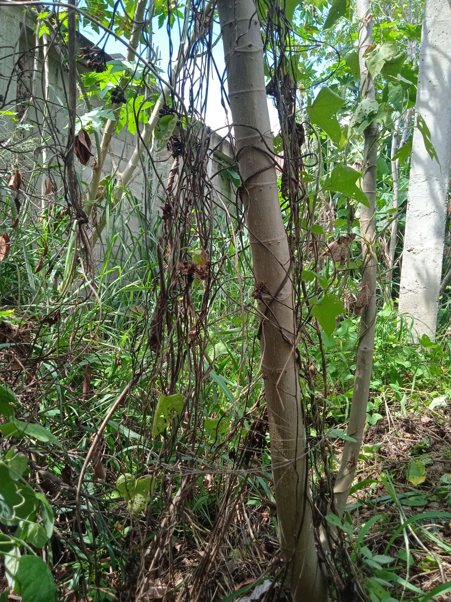 HAyaPdesWgJjxxuf_IMG_20240724_104755.webp